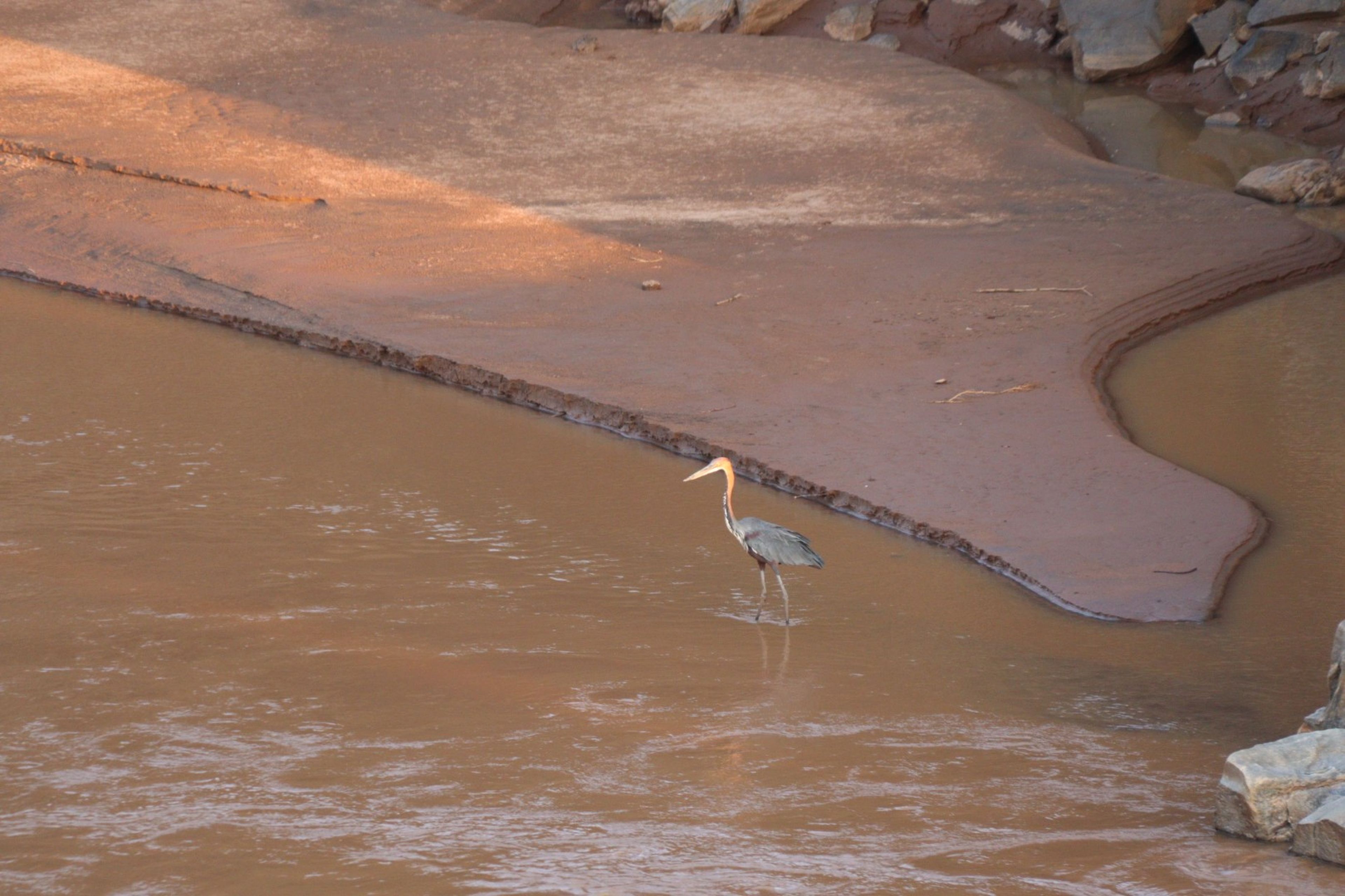 Een Goliathreiger in het water in Kenia.