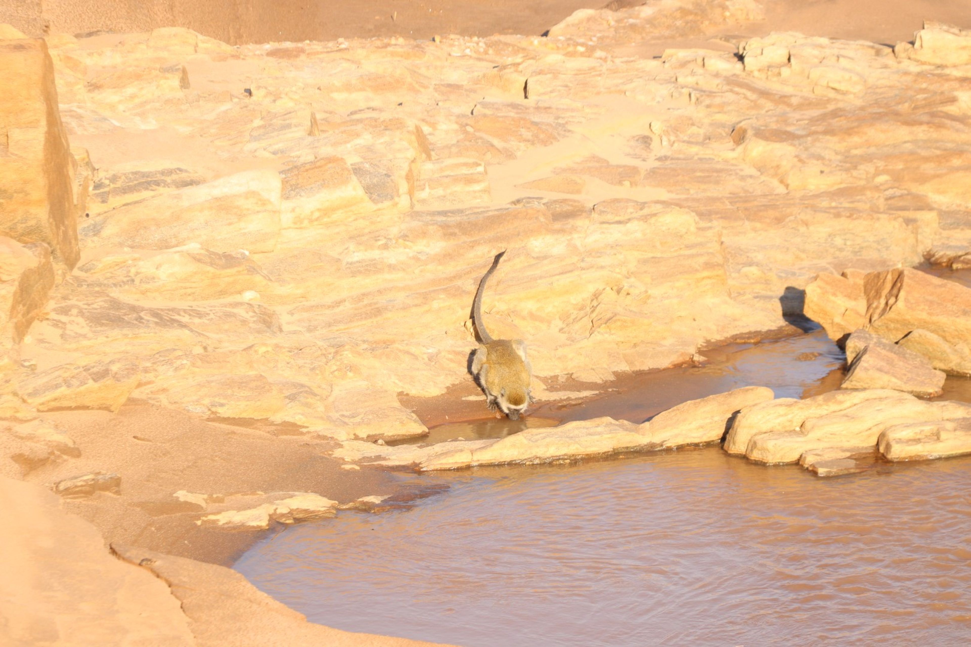 Een groene meerkat bij de rivier in Kenia.