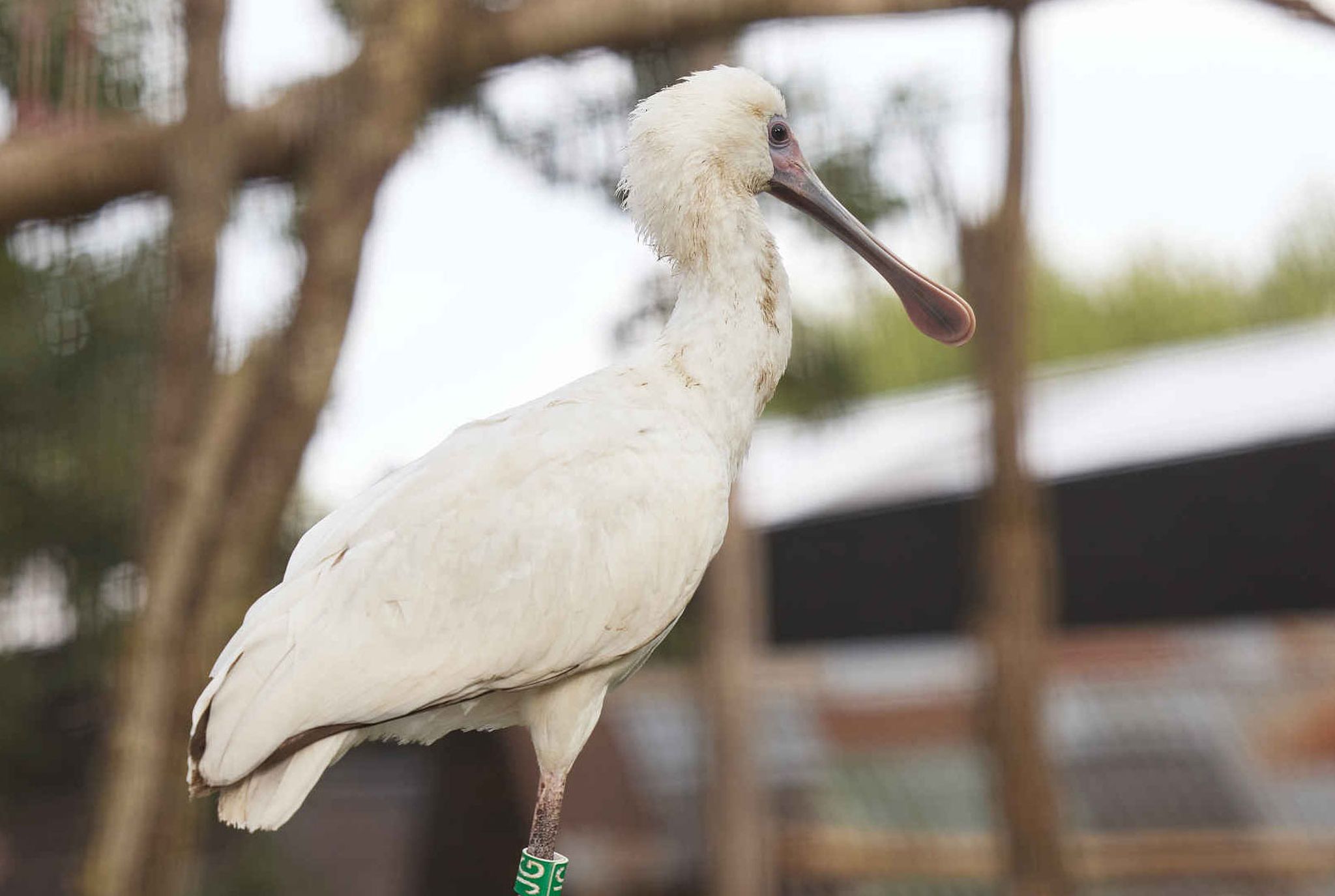 Een Afrikaanse lepelaar in ZooParc Overloon
