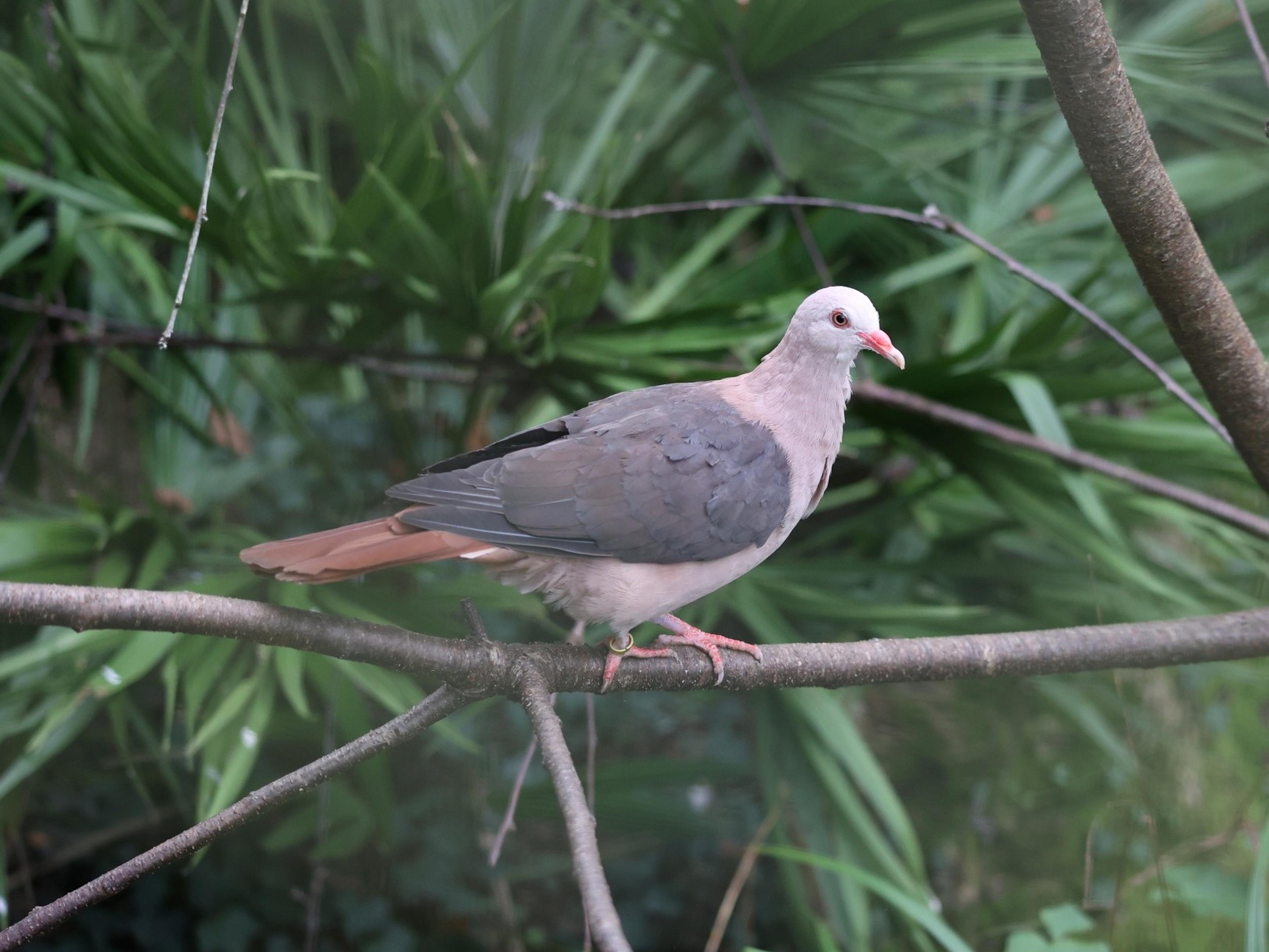 A pink pigeon at Paignton Zoo, which has supported global conservation efforts through expert breeding techniques