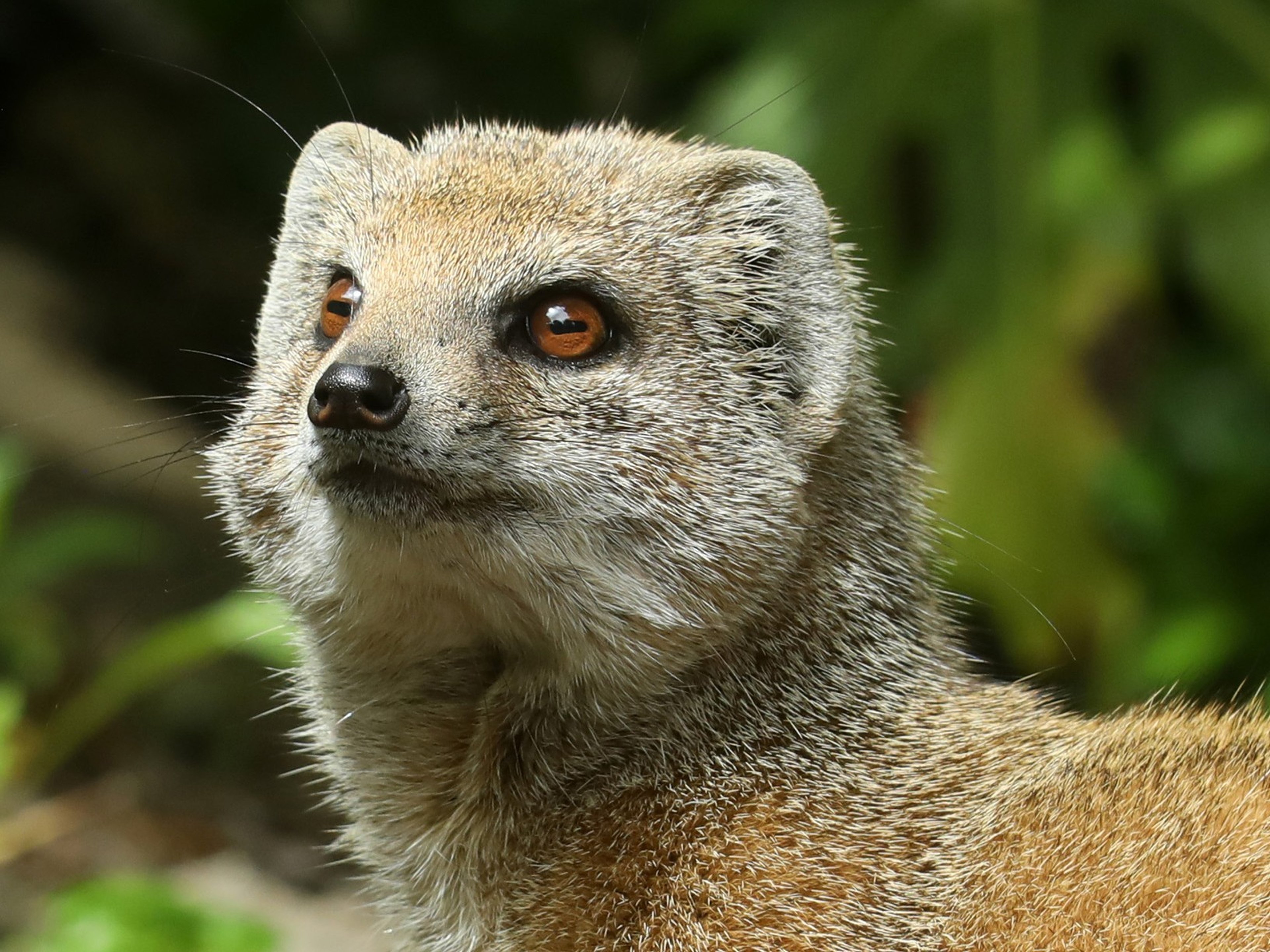 Close-up of a yellow mongoose with alert amber eyes, looking upwards. Its fur is grayish-brown, and the background is blurred green foliage.