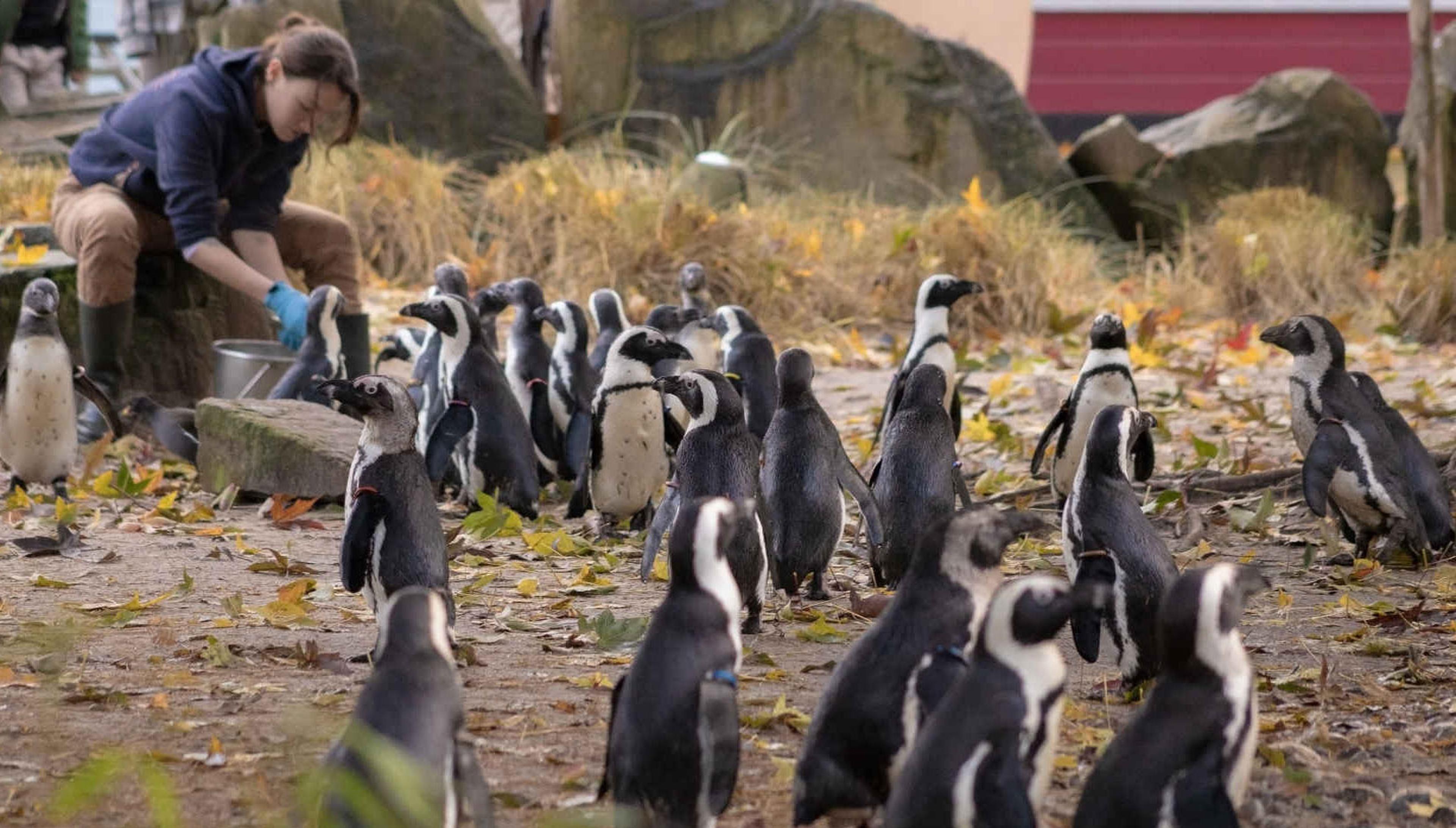 Een dierenverzorger geeft de Afrikaanse pinguïns eten tijdens de voederpresentaties in ZooParc Overloon