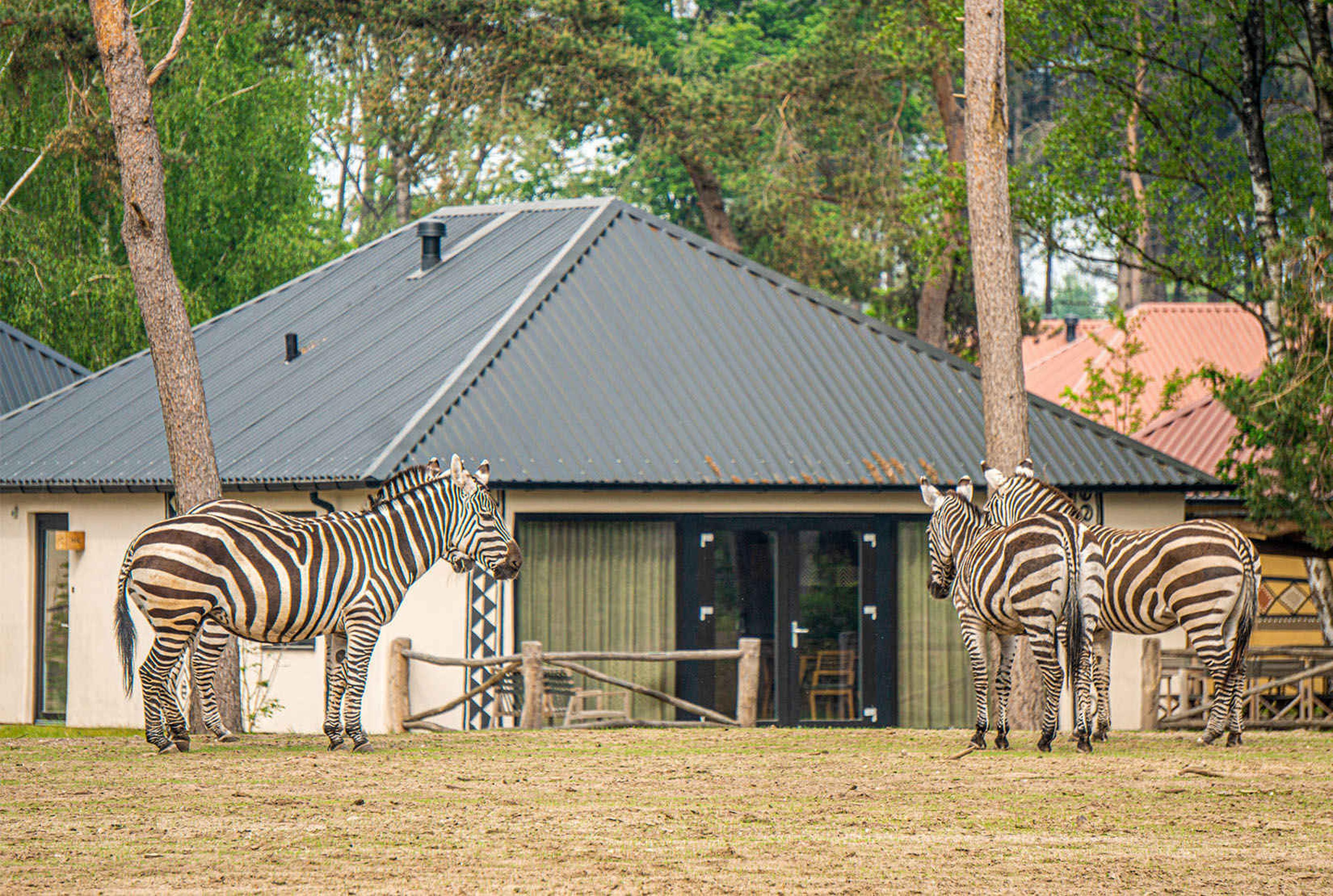Savanne Lodge Plus op Safari Resort Beekse Bergen