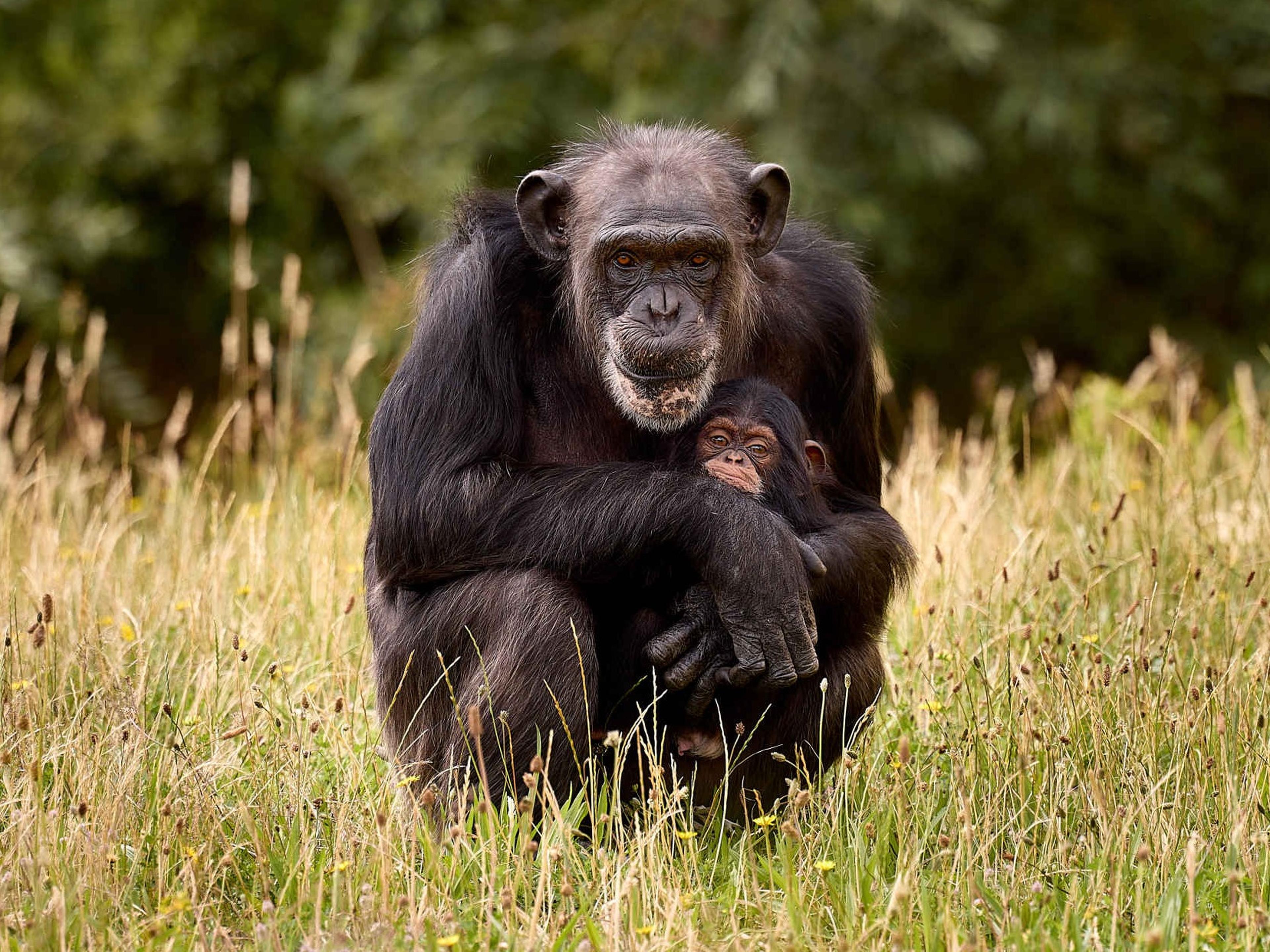 Een West-Afrikaanse chimpansee zit met haar jong in het gras bij Eindhoven Zoo.