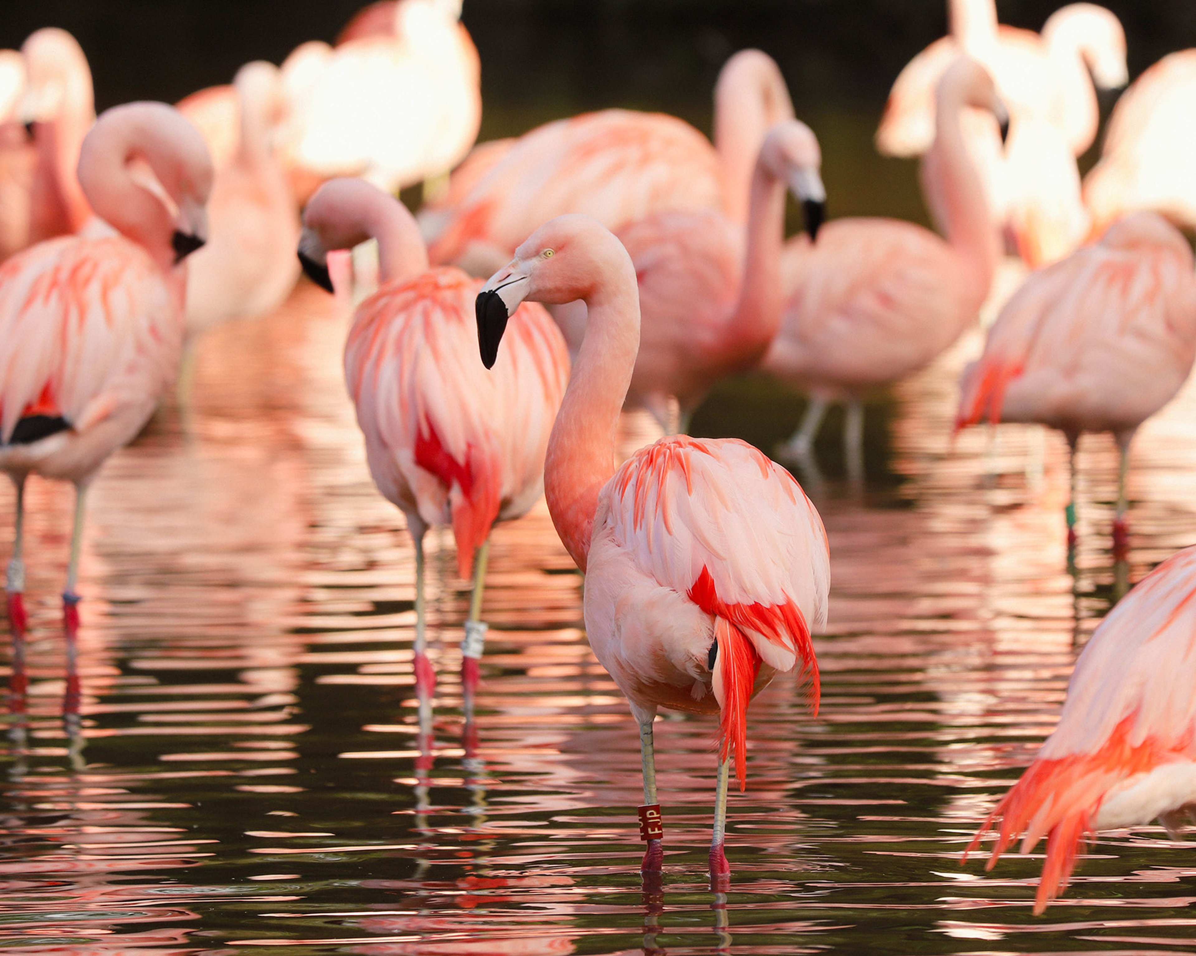 A group of pink flamingos standing in shallow water, with reflections visible. The flamingos are preening and wading in soft, warm lighting.