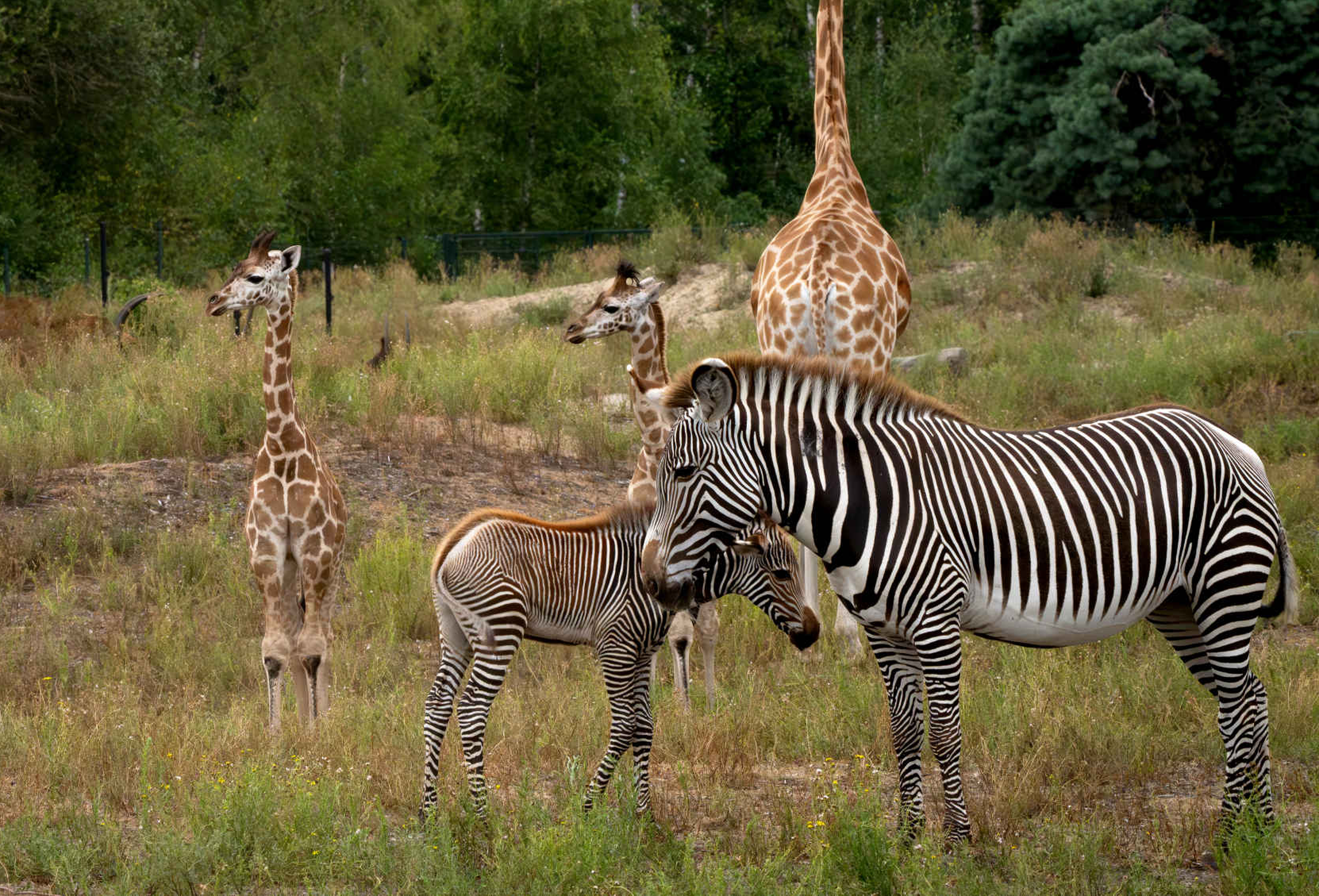 Jonge zebra op de savanne in de herfst in Safaripark Beekse Bergen