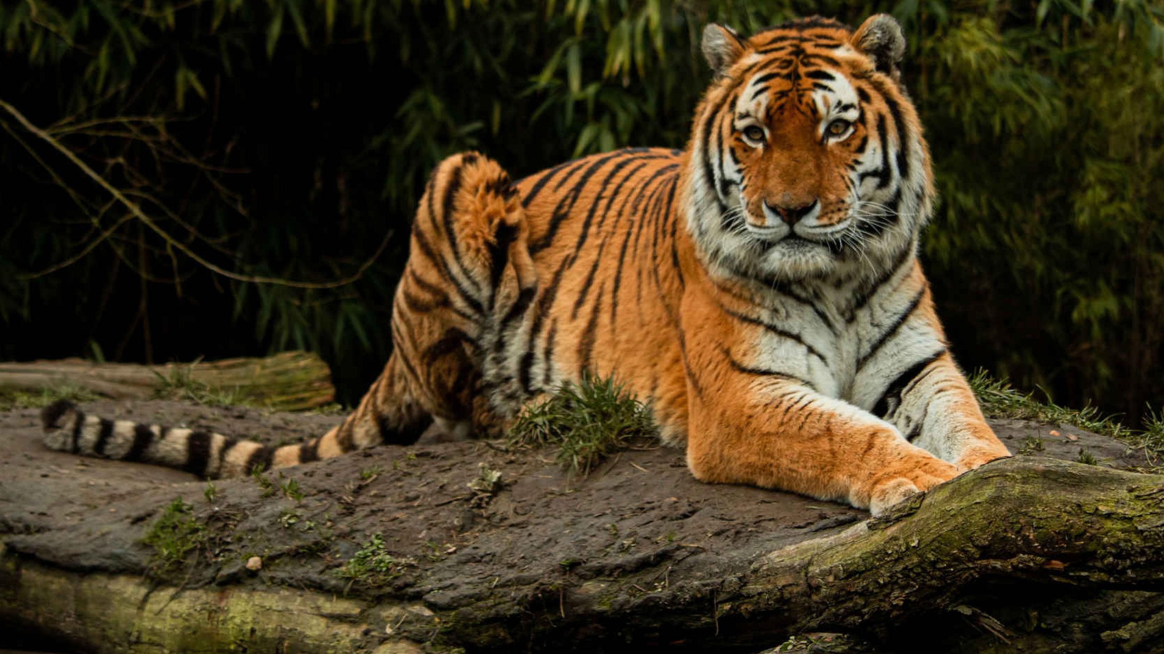 Een amoertijger ligt in het gras bij Eindhoven Zoo.