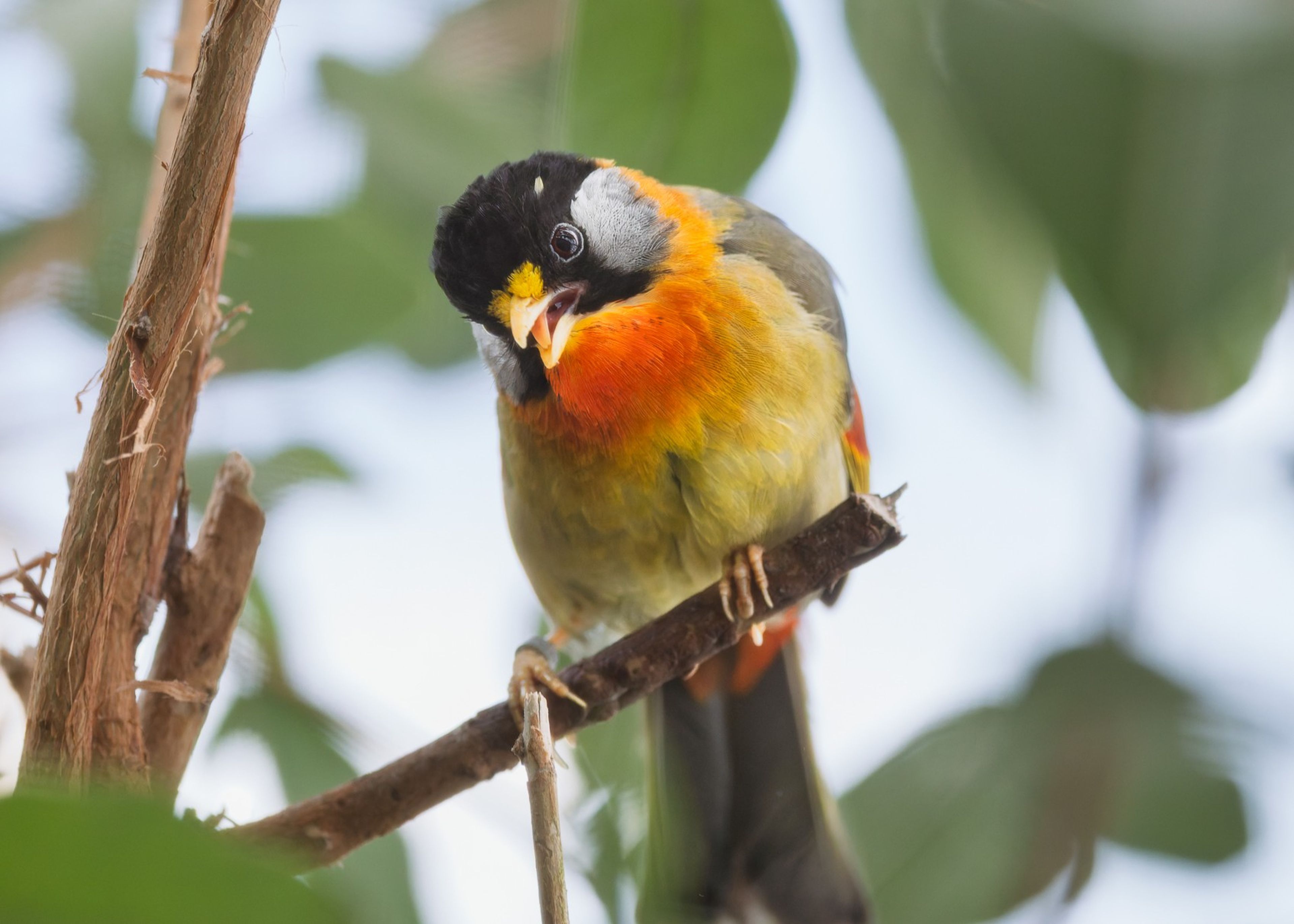 Colorful bird with black head, orange throat, and grey wings perched on a branch, surrounded by green leaves.