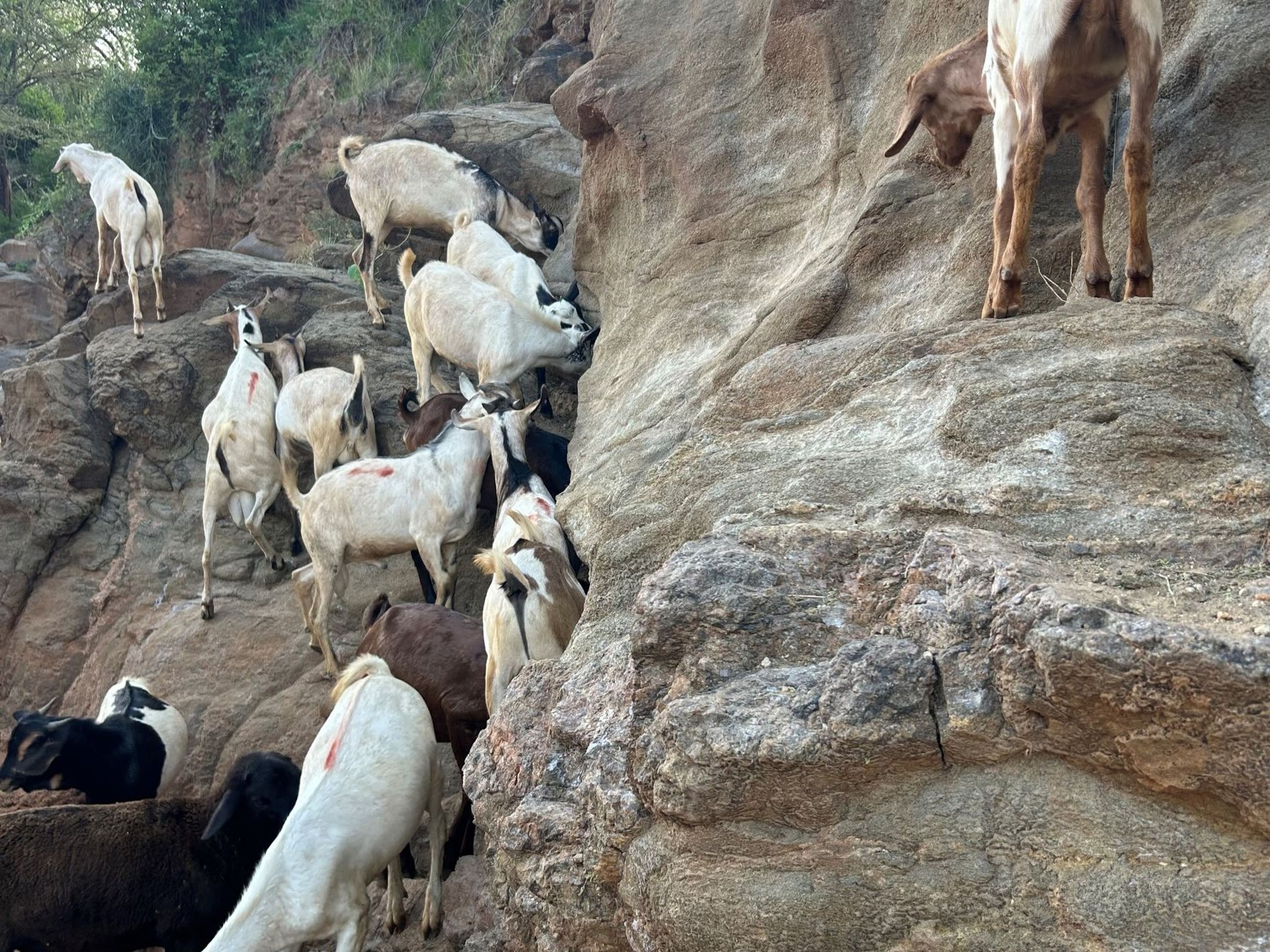 Geiten likken zout van een rotswand.