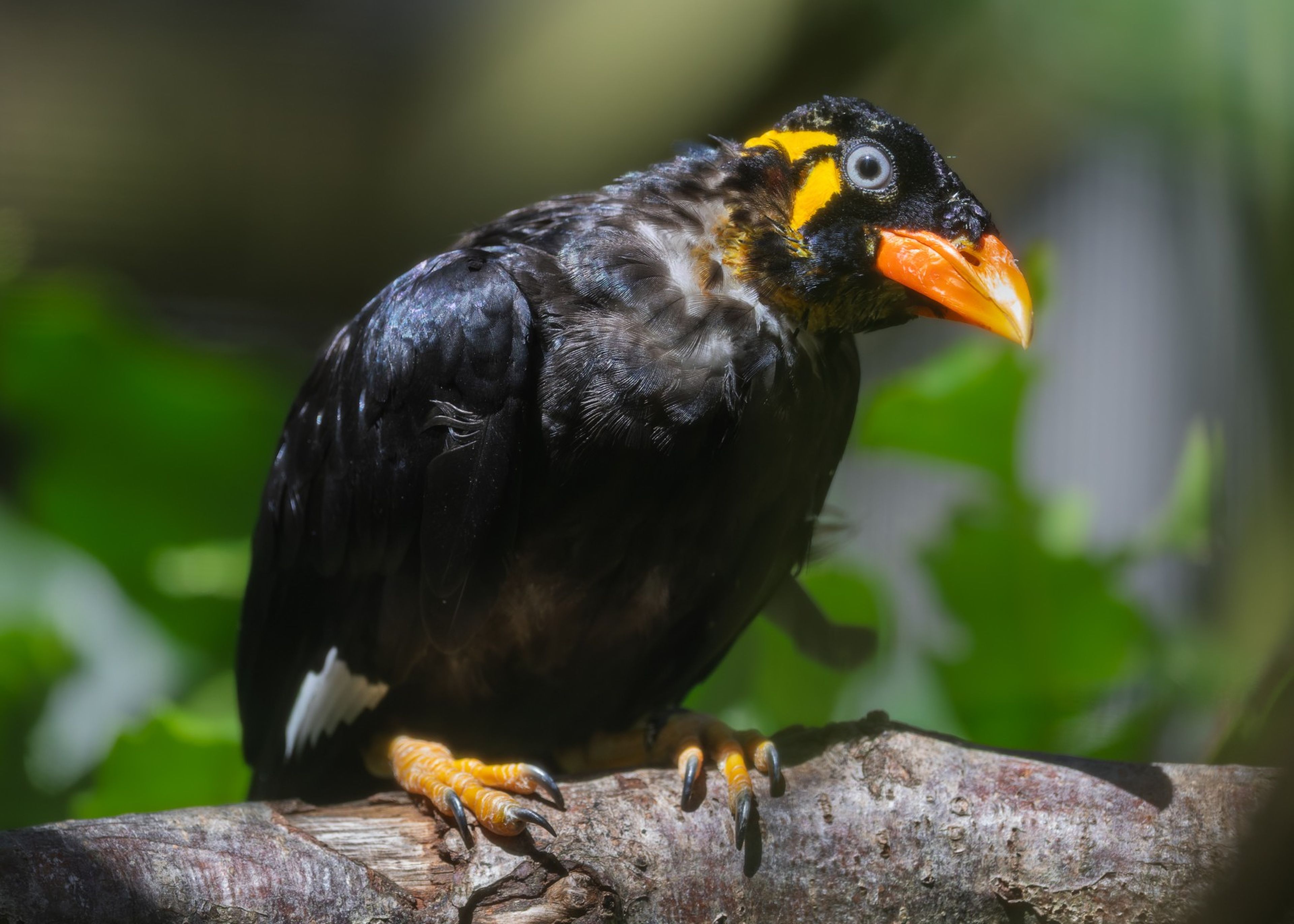 Close-up of a black tropical bird with a bright orange beak and yellow markings, perched on a branch against a blurred green background.