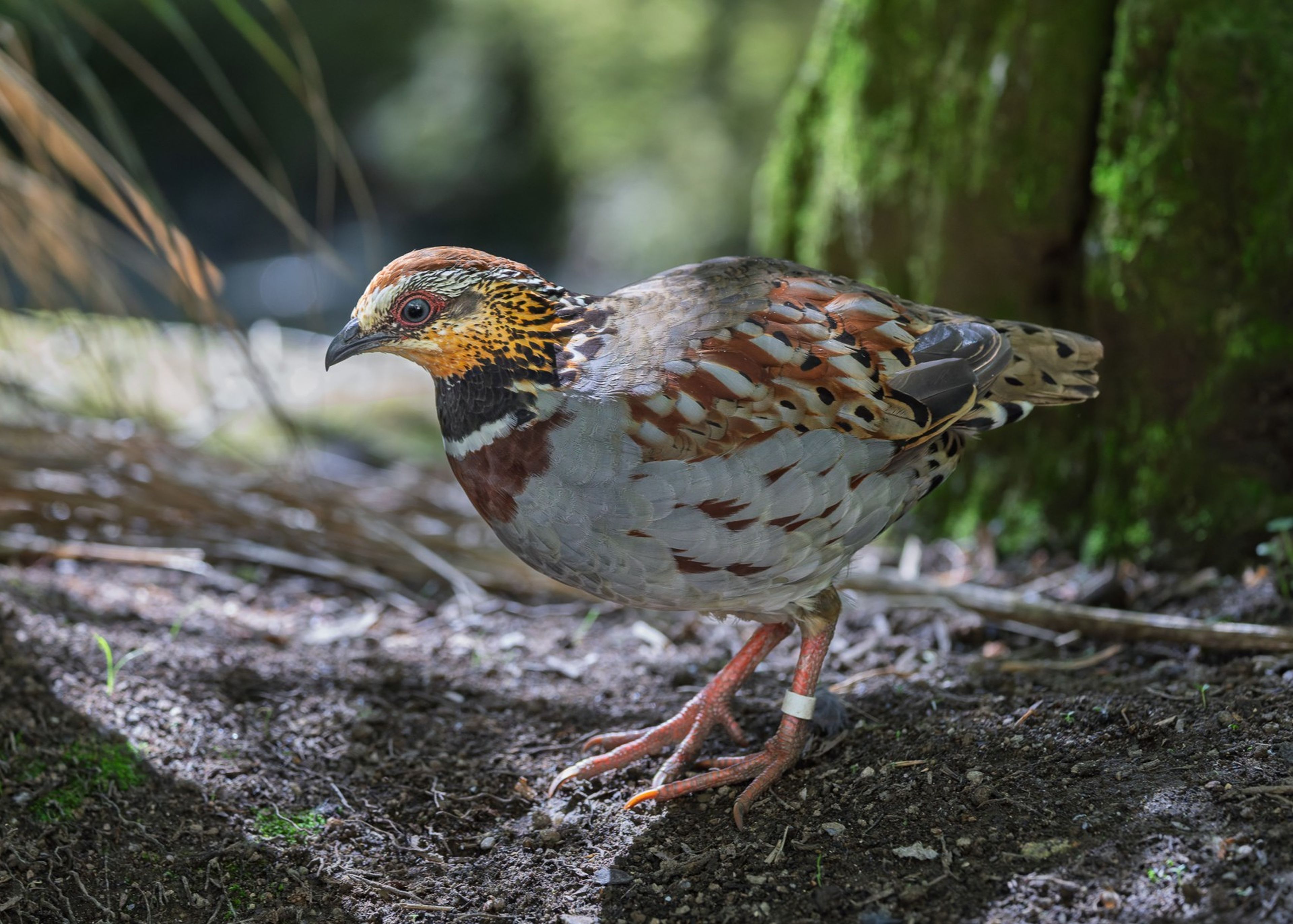 Collared hill partridge walking through the trees at Newquay Zoo in Cornwall, UK