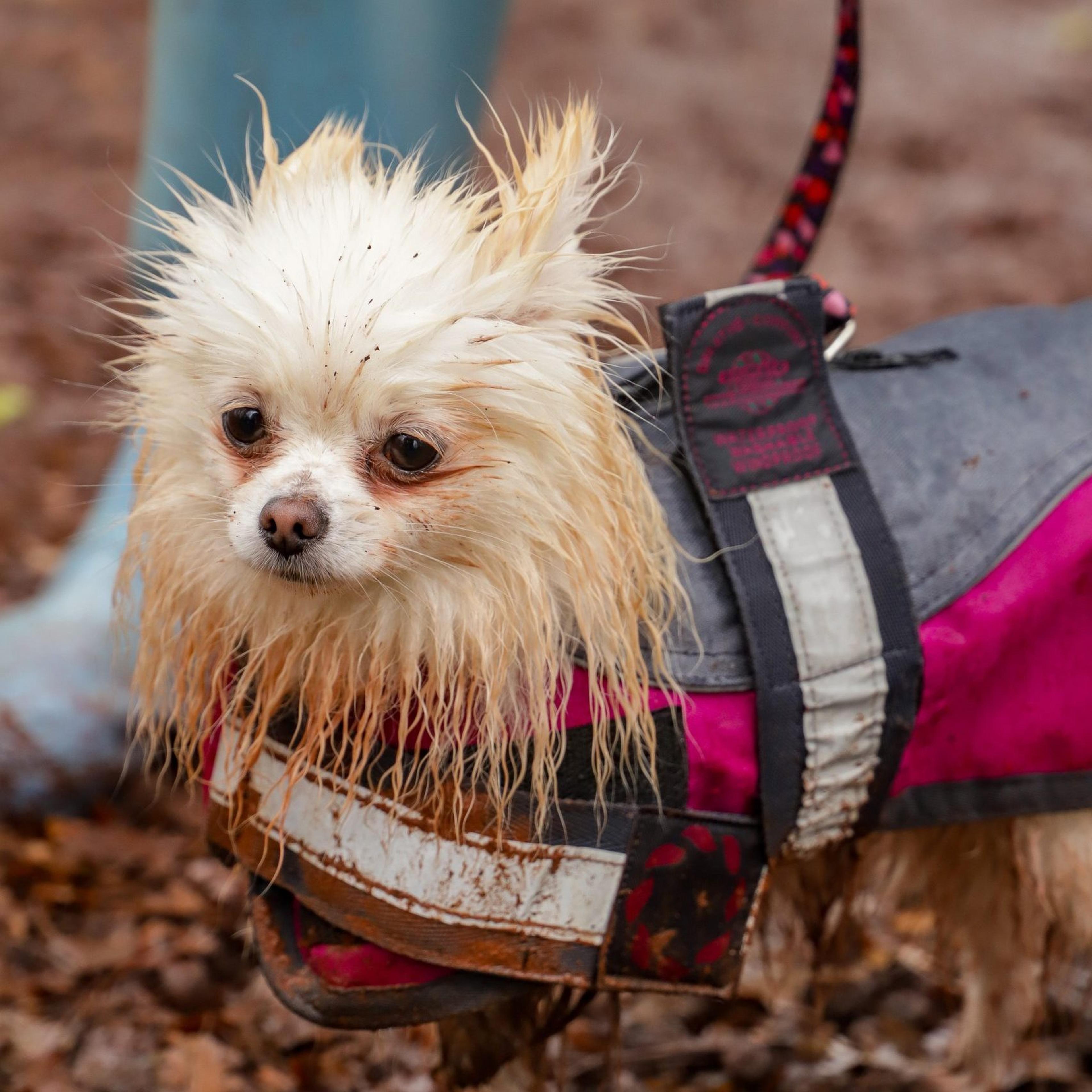 Muddy white pomeranian dog walking in Paignton Zoo's Primley wildlife reserve