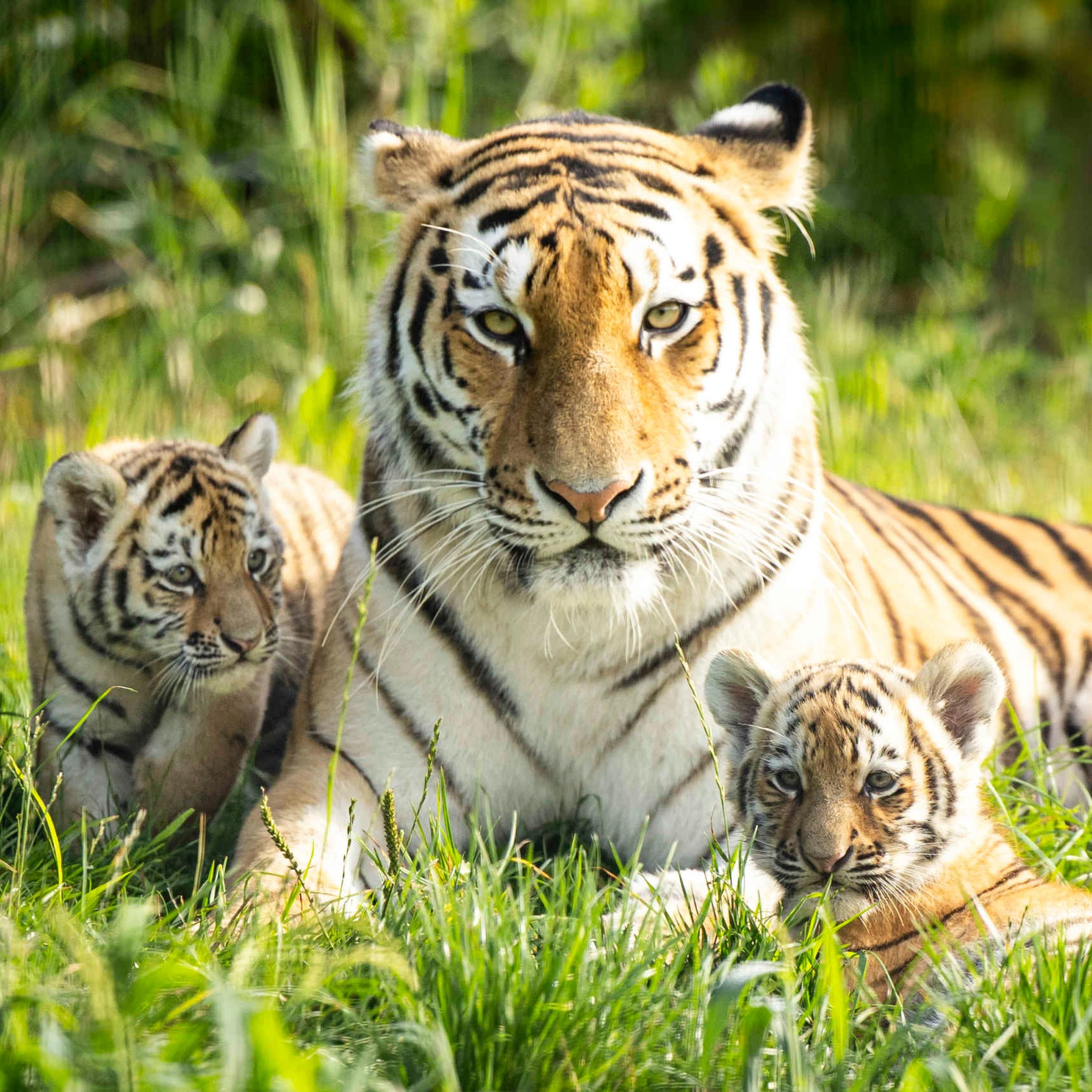 Een amoertijger met haar welpen in het gras bij AquaZoo Leeuwarden.