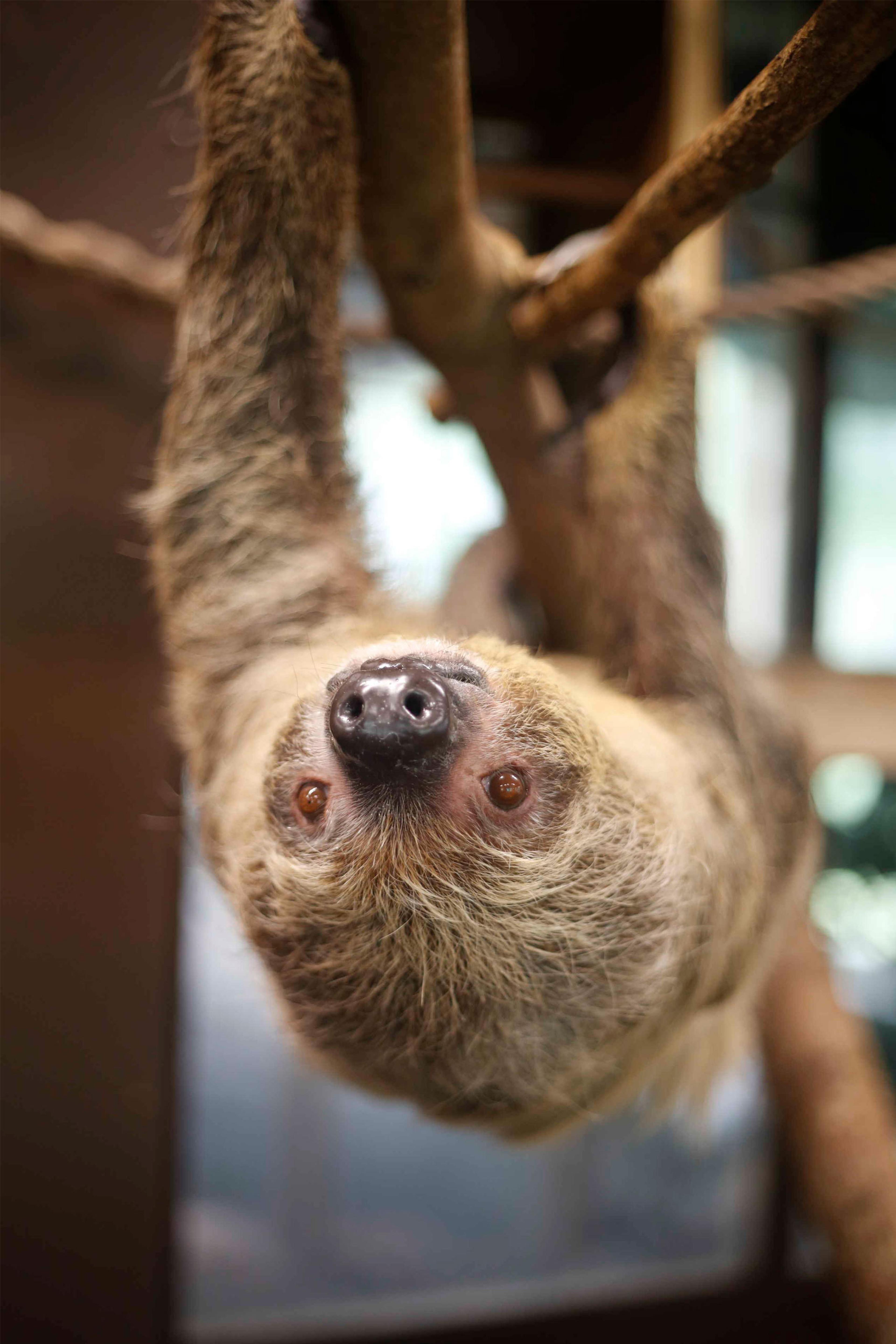 Een luiaard in AquaZoo Leeuwarden