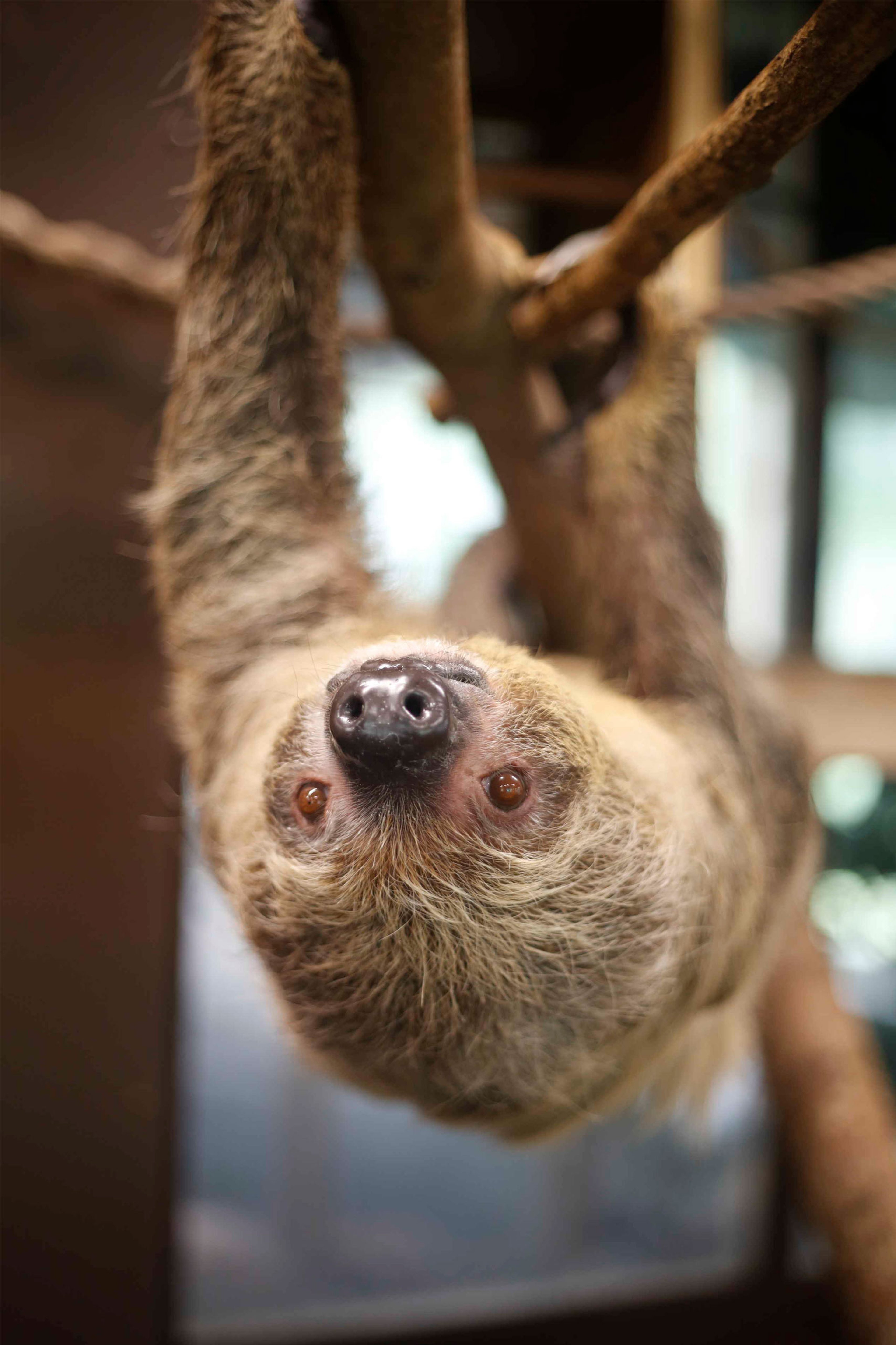 Een luiaard in AquaZoo Leeuwarden