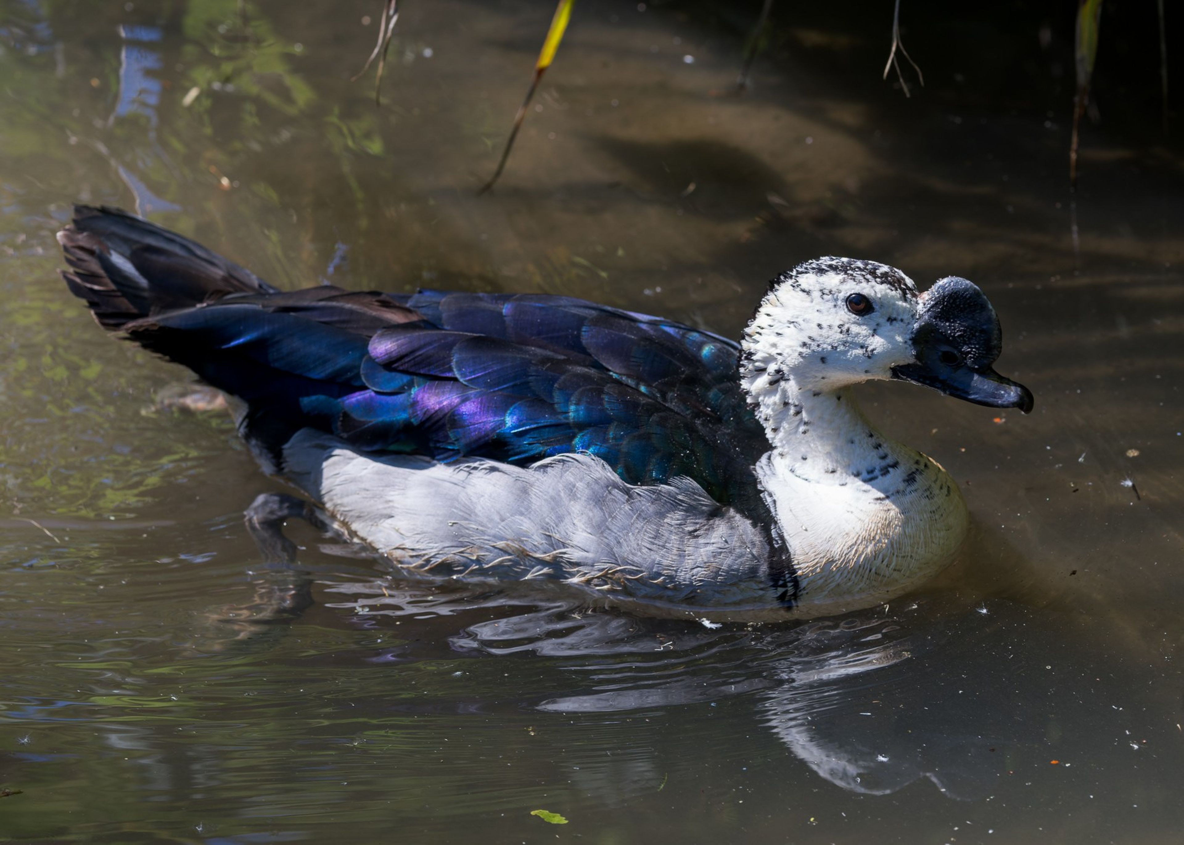 A duck with iridescent blue and purple plumage swims in murky water, its distinctive black and white head standing out.