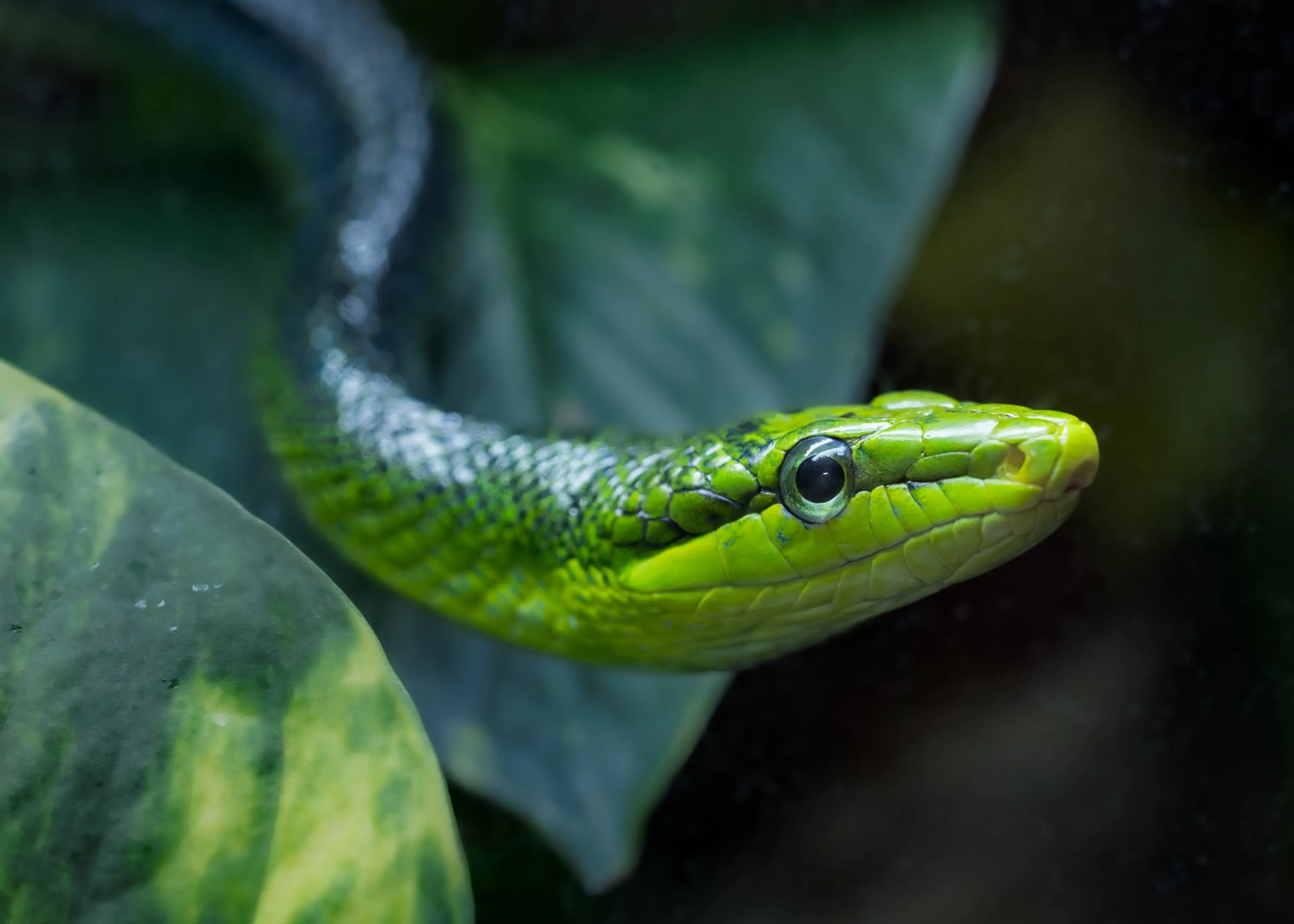 Close-up of a vibrant green snake with shiny scales, partially coiled on a leaf, against a blurred natural background.