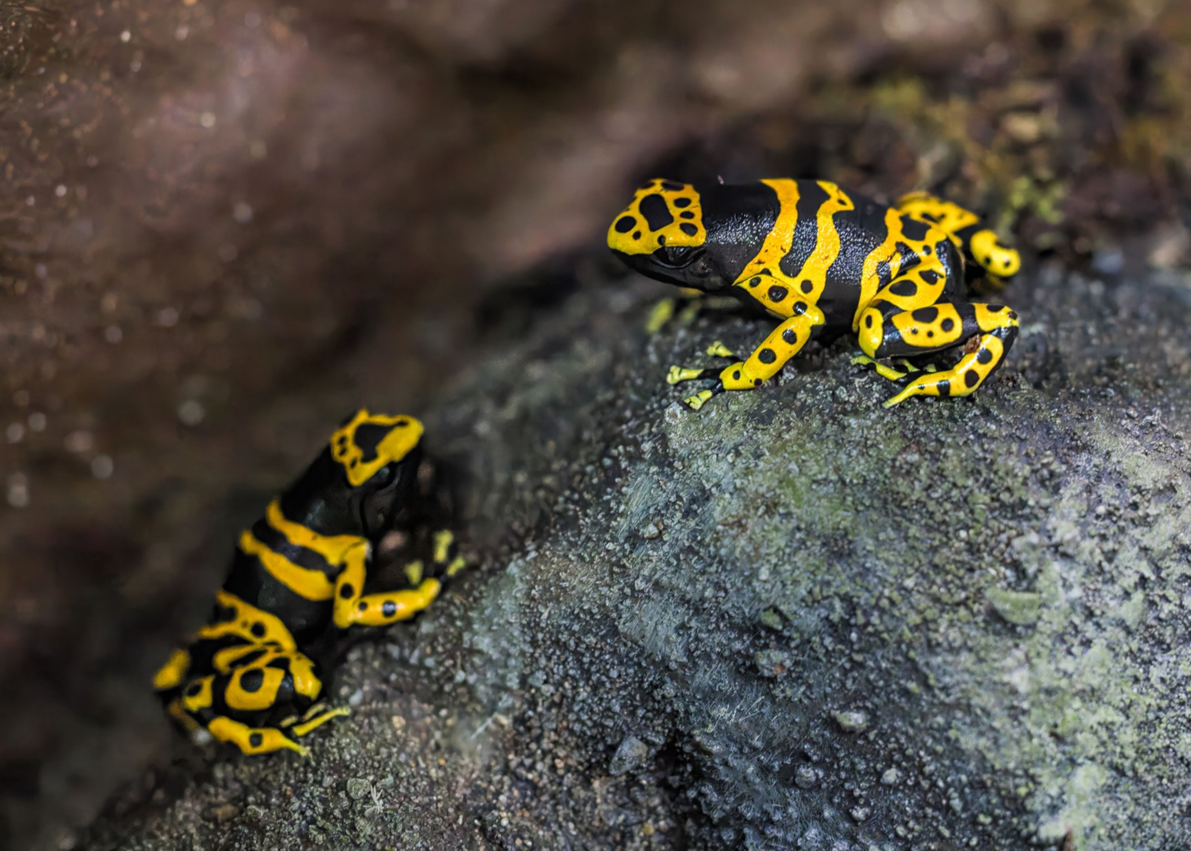 Two yellow and black poison dart frogs rest on a rock with a blurred, earthy background.