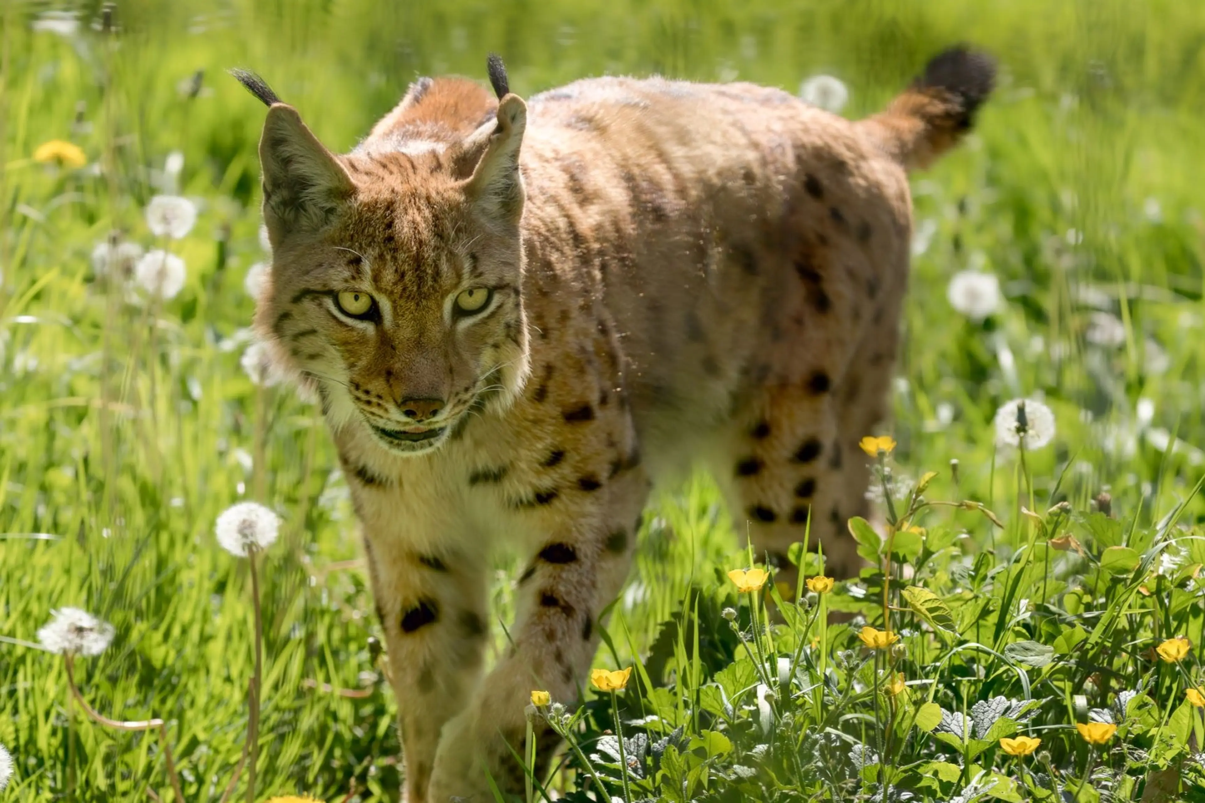 Female carpathian lynx walking through grass in the sunshine at Newquay Zoo in Cornwall, UK