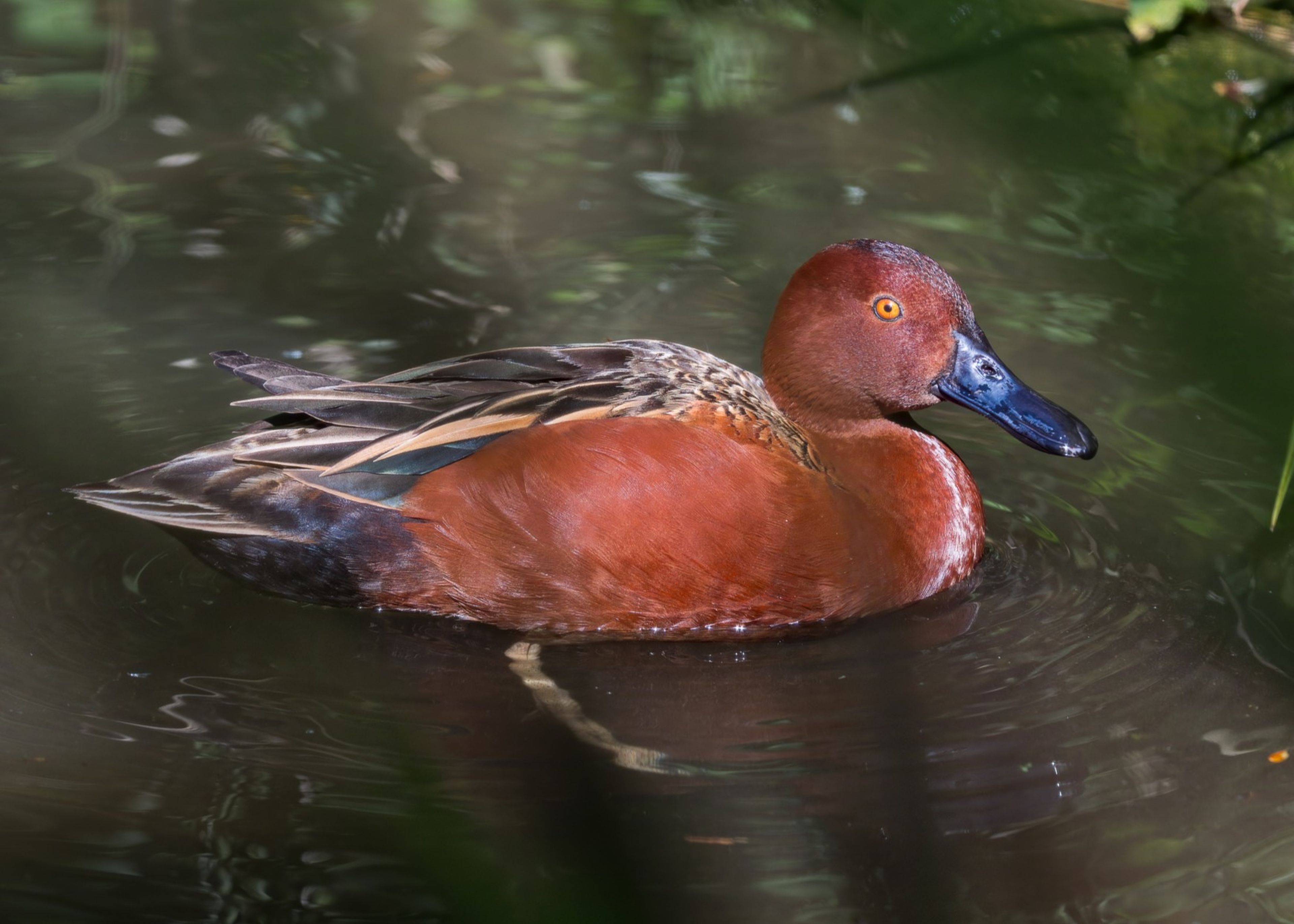 A cinnamon teal duck with vibrant reddish-brown feathers and a striking blue bill swims in calm, reflective water surrounded by greenery.