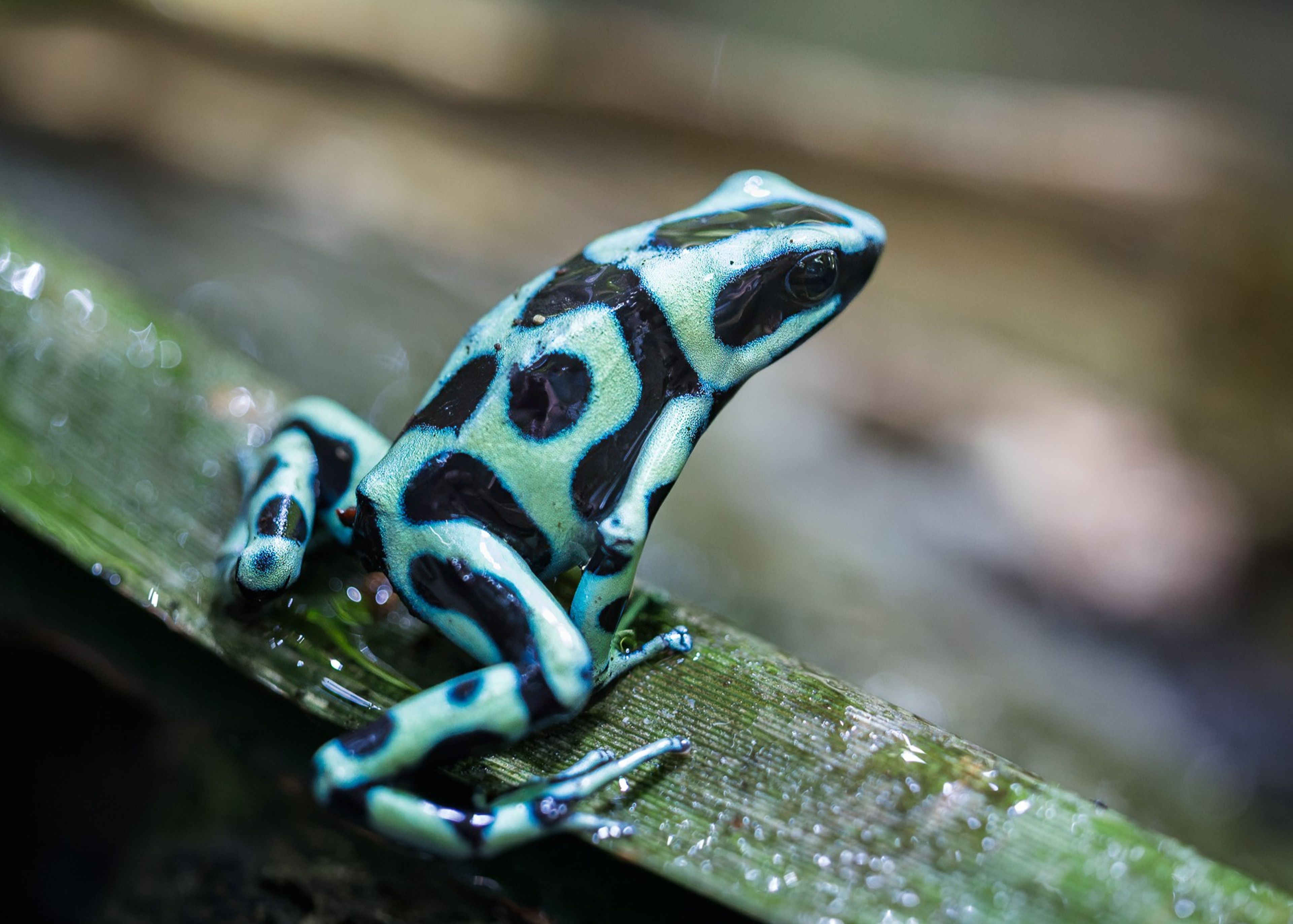 A vibrant blue and black poison dart frog sits on a wet green leaf, displaying its unique spotted pattern.