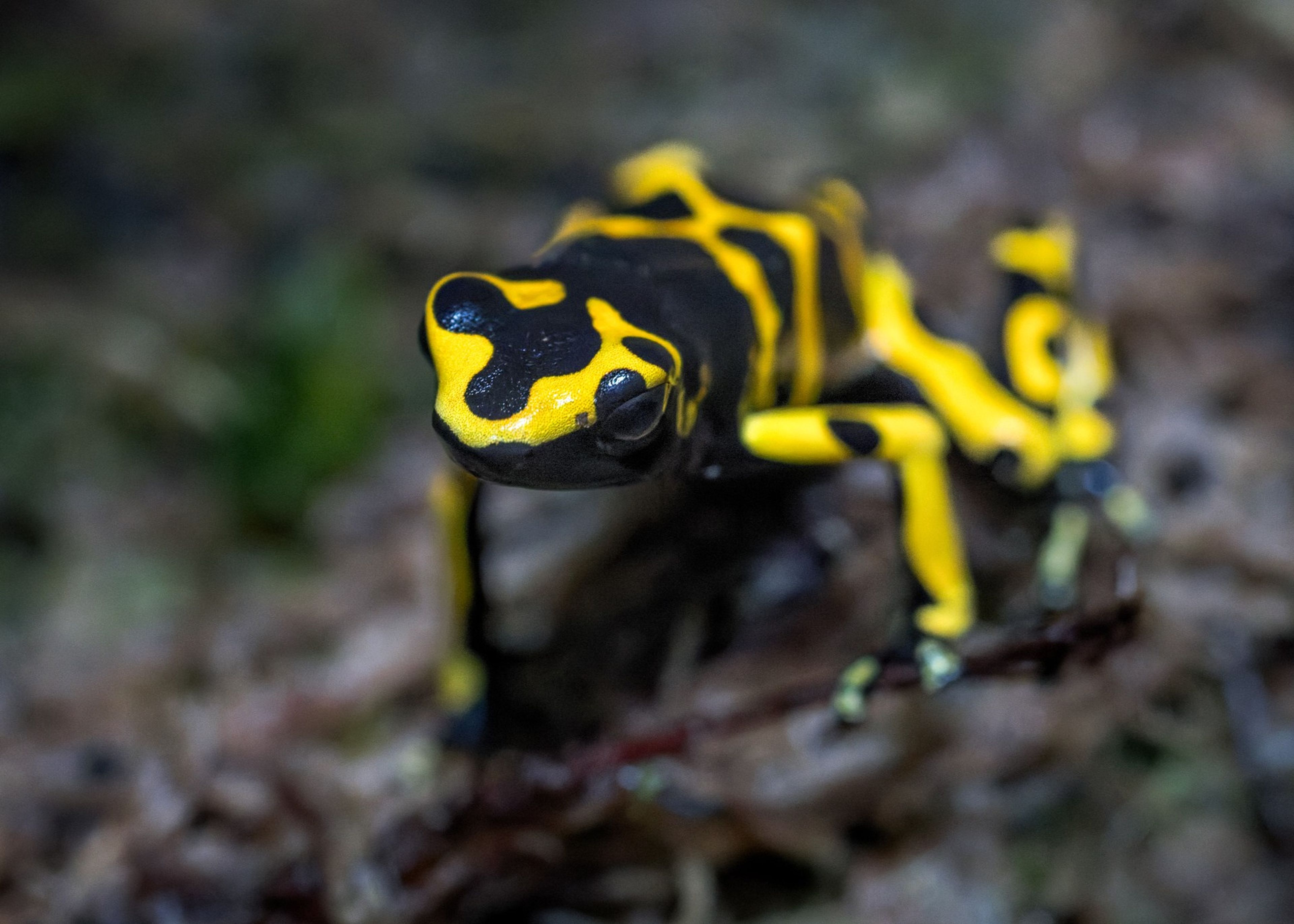 Yellow and black poison dart frog perched on a branch, with a blurred natural background.