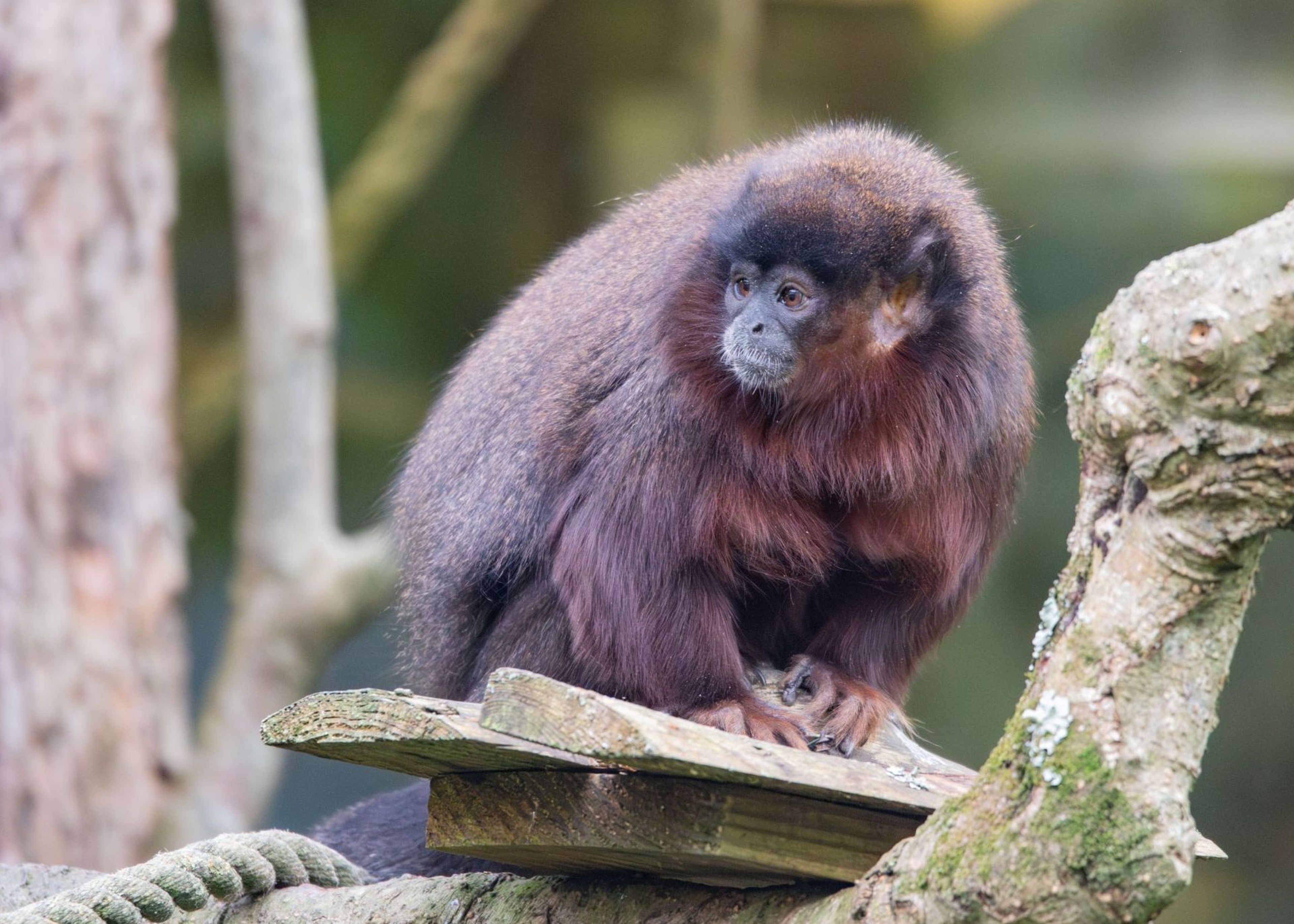 Brown monkey with fluffy fur sits on a wooden platform surrounded by branches, looking to the side.
