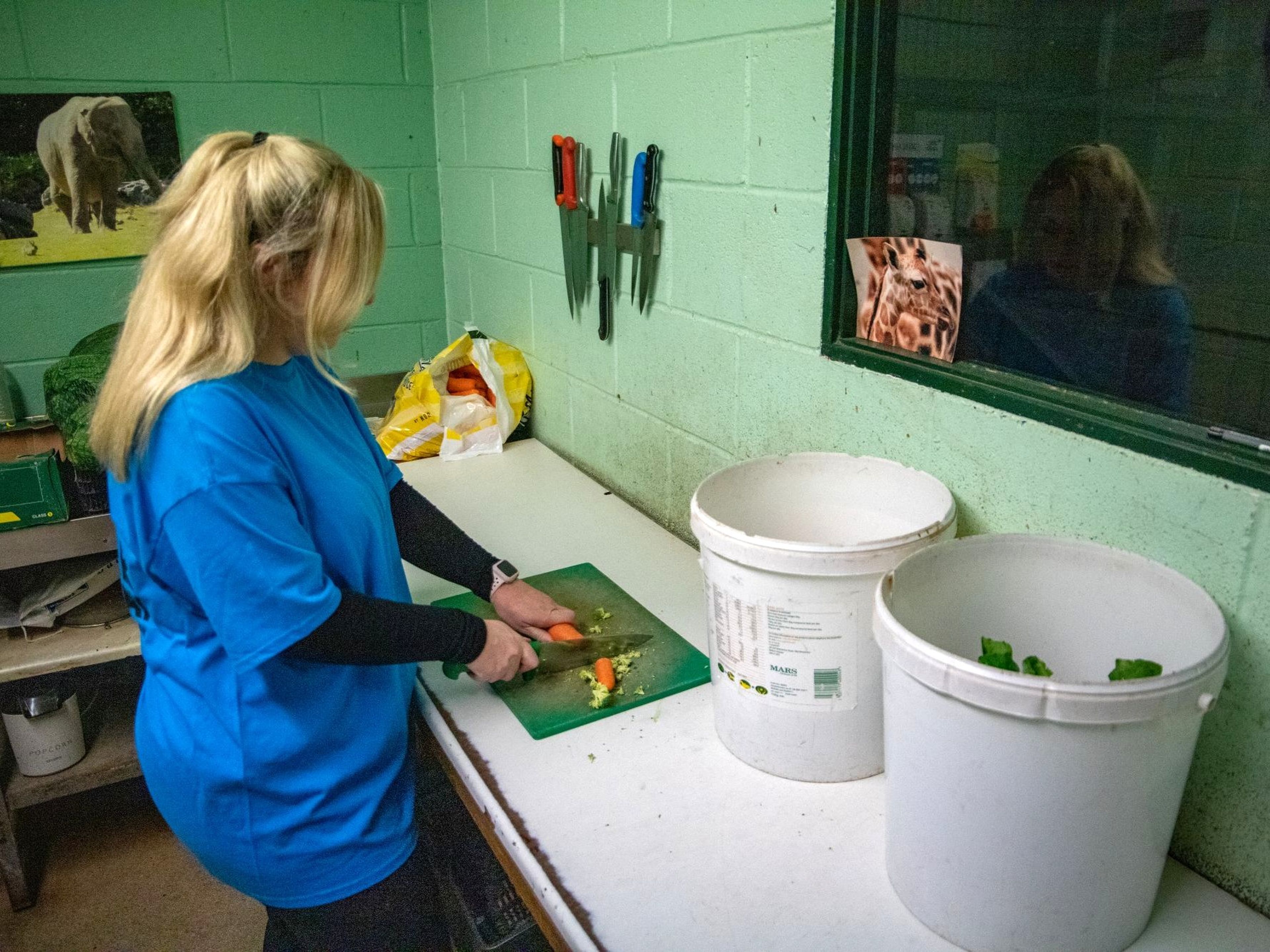 Person in blue shirt cutting vegetables in a kitchen with green walls, next to two white buckets and a window with giraffe photos.