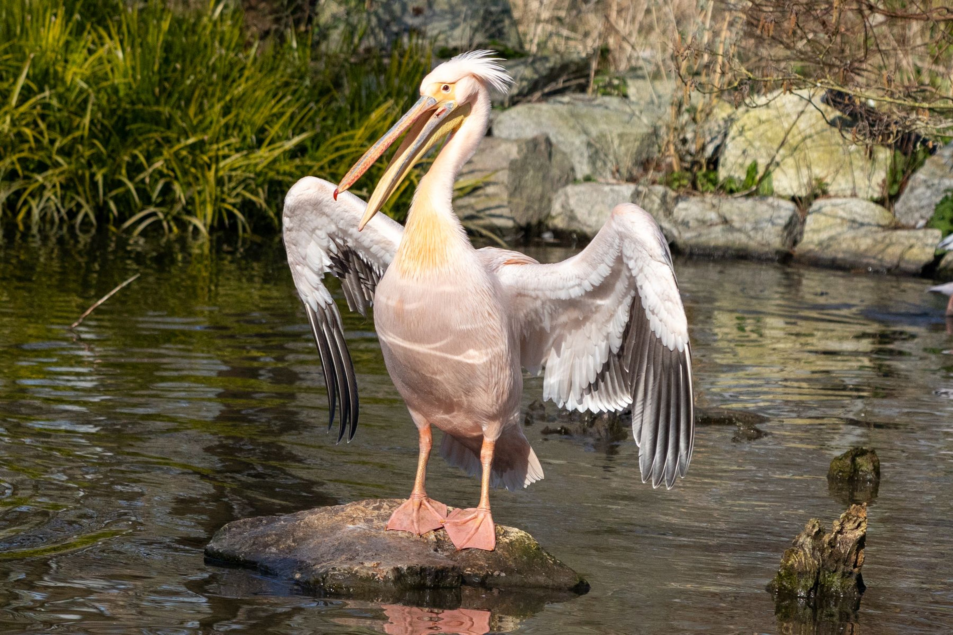 A pelican with open wings stands on a rock in a pond, surrounded by green foliage and stone backdrop.