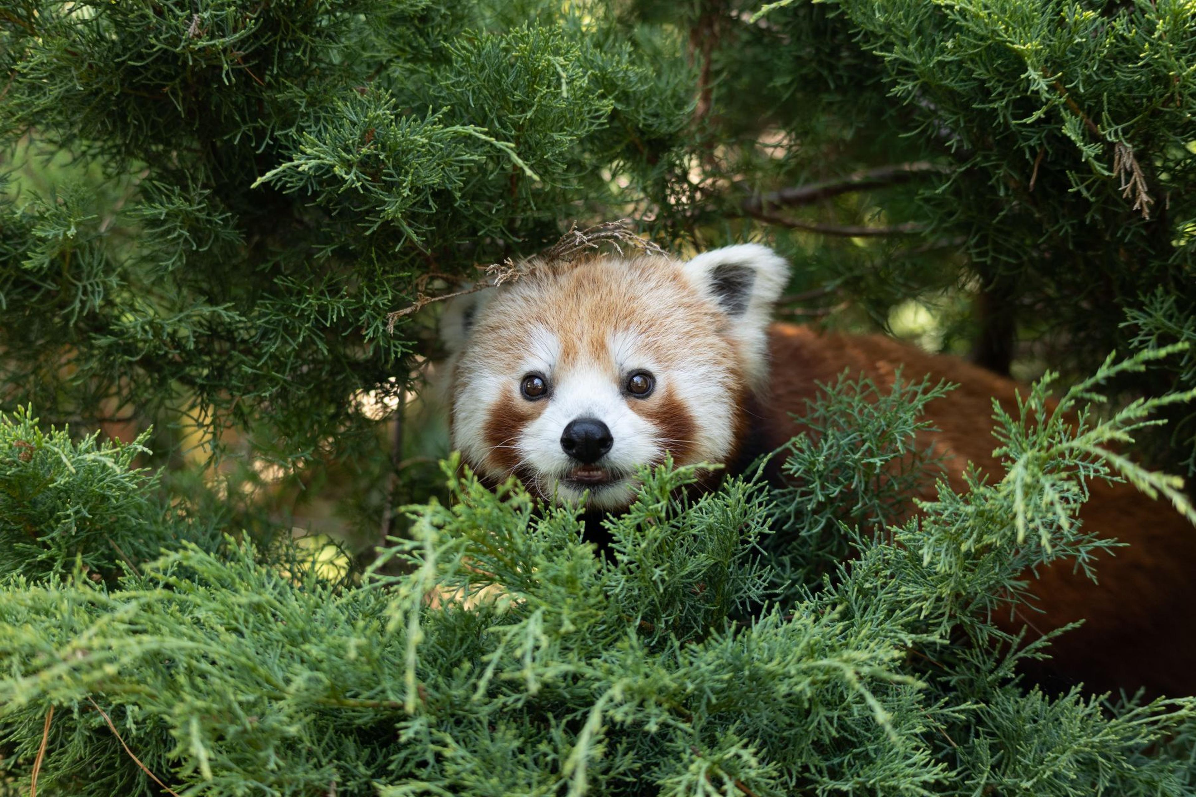 A red panda peeks through lush green foliage, surrounded by dense leaves, with its face centered and alert. At Paignton Zoo in Devon, UK