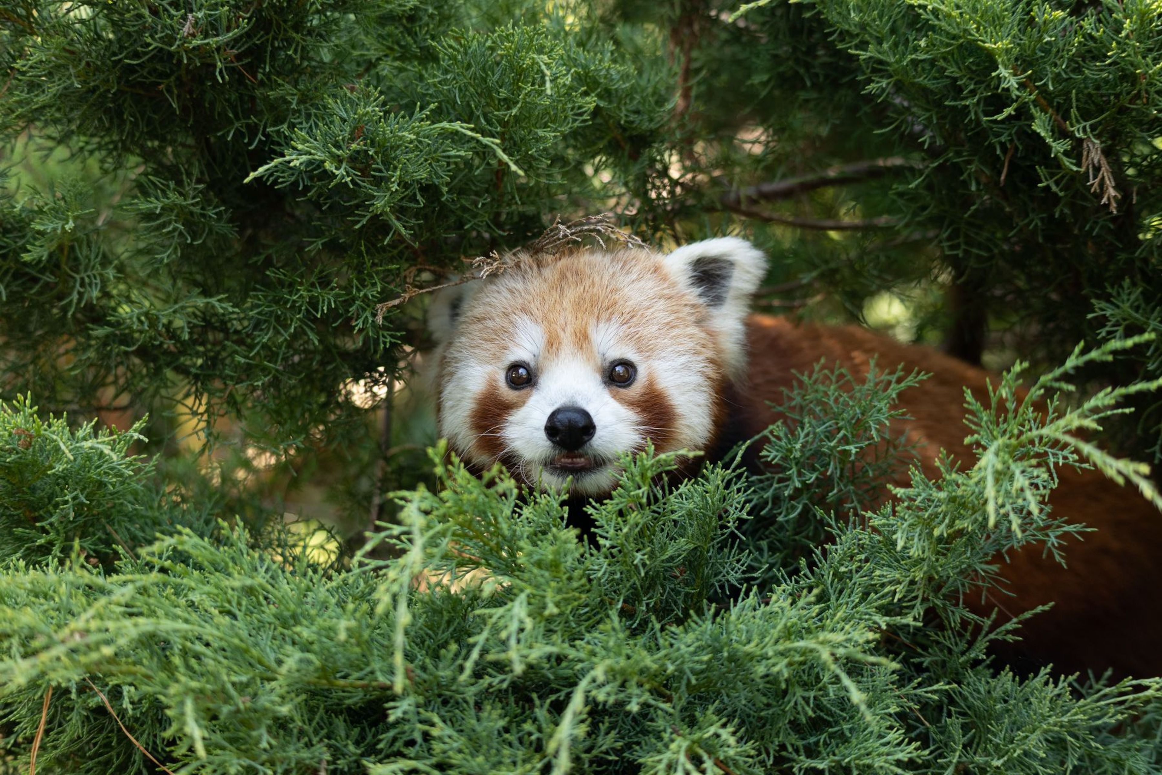 A red panda peeks through lush green foliage, surrounded by dense leaves, with its face centered and alert. At Paignton Zoo in Devon, UK
