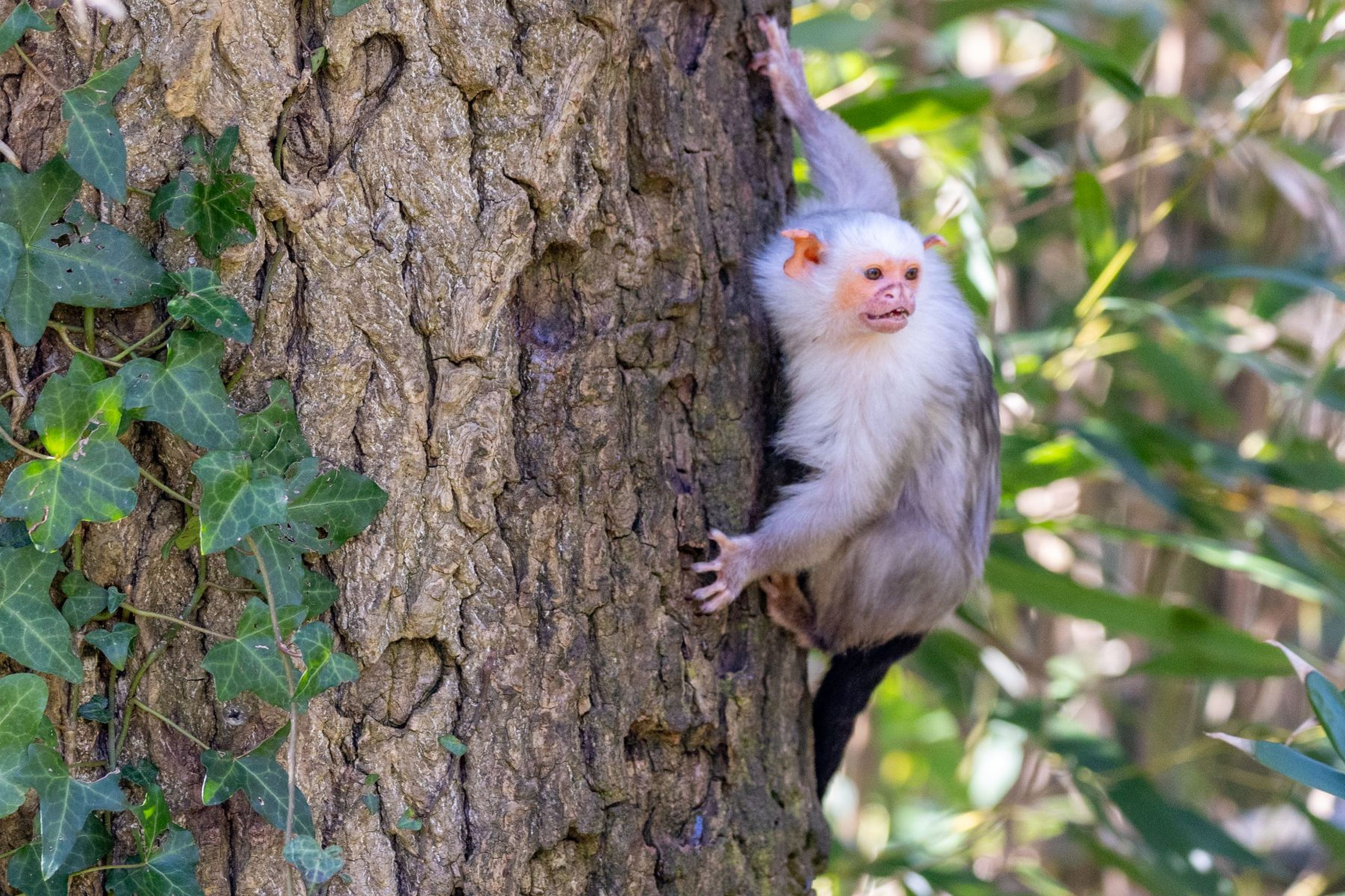 A silvery marmoset clings to a tree trunk surrounded by green foliage. Its ears are bright orange, adding contrast to its light fur.
