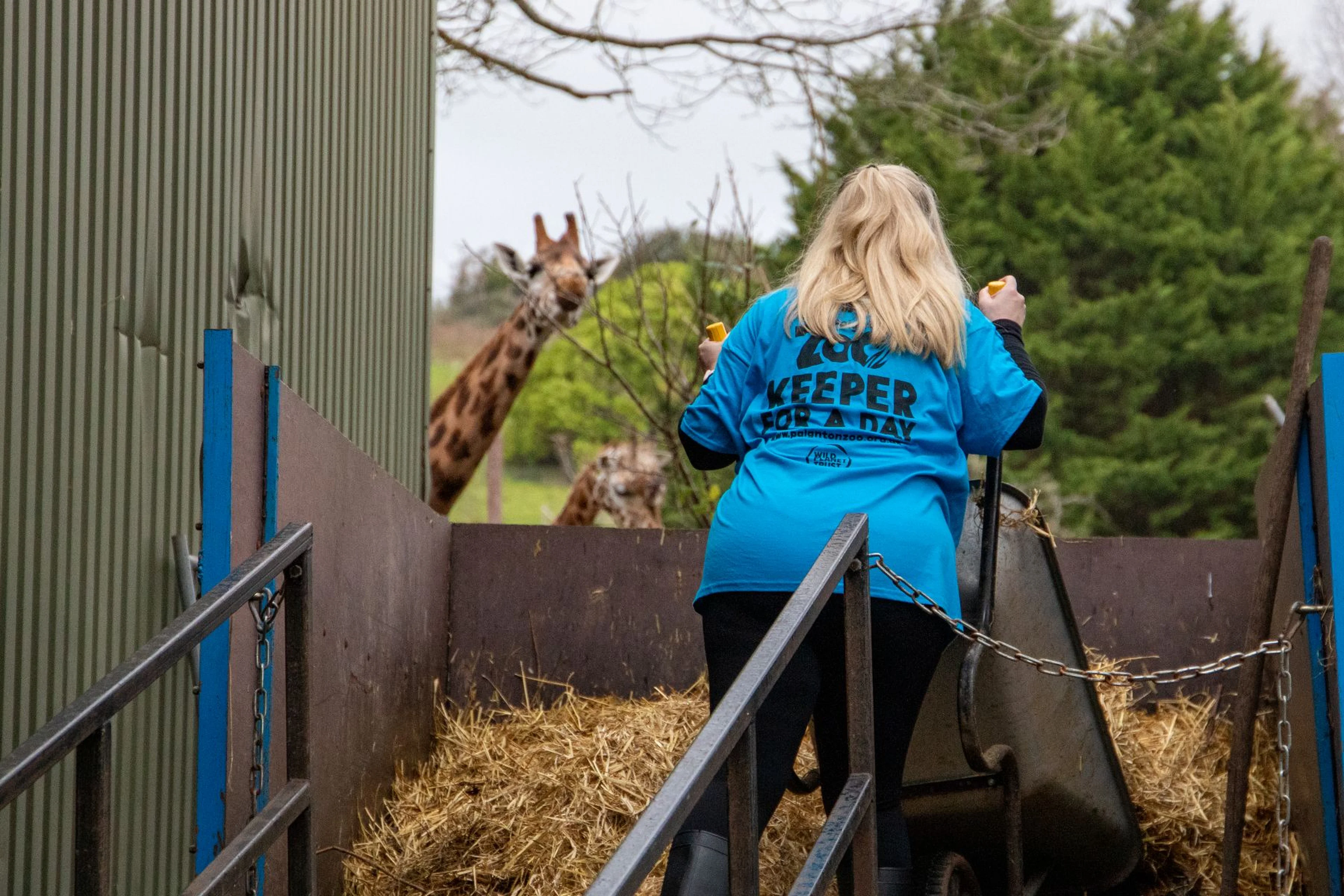 Zoo keeper in blue shirt pushes a wheelbarrow of hay toward two giraffes outside a fenced area with green trees in the background.