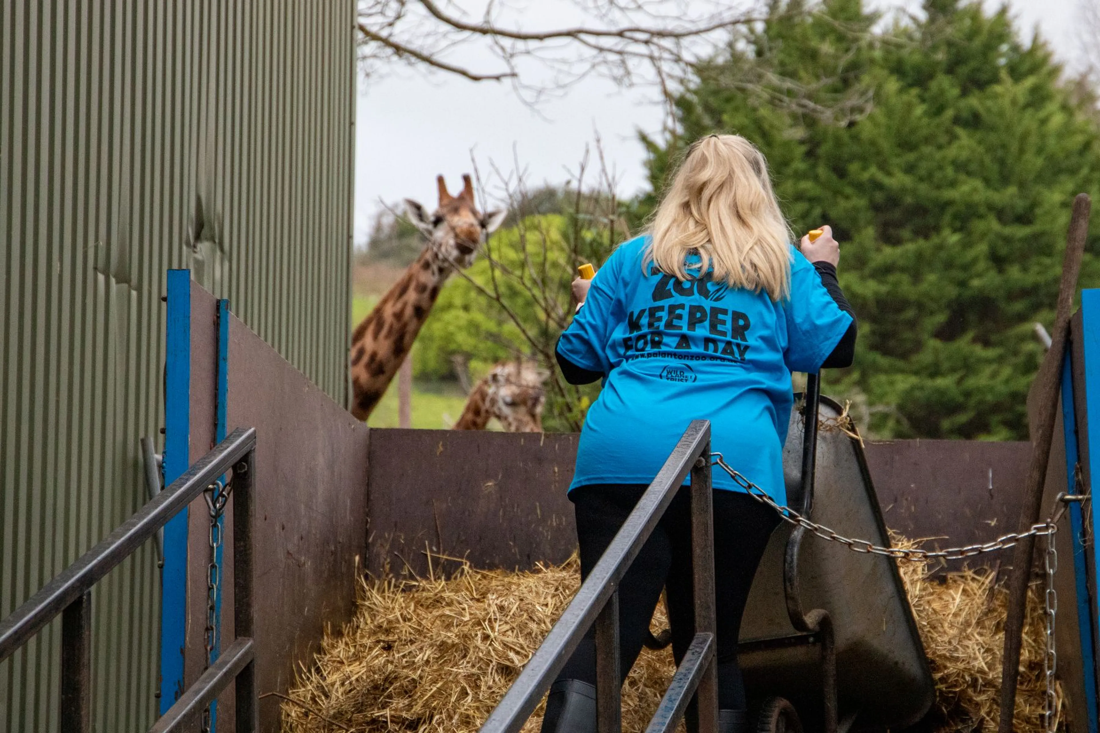 Zoo keeper in blue shirt pushes a wheelbarrow of hay toward two giraffes outside a fenced area with green trees in the background.