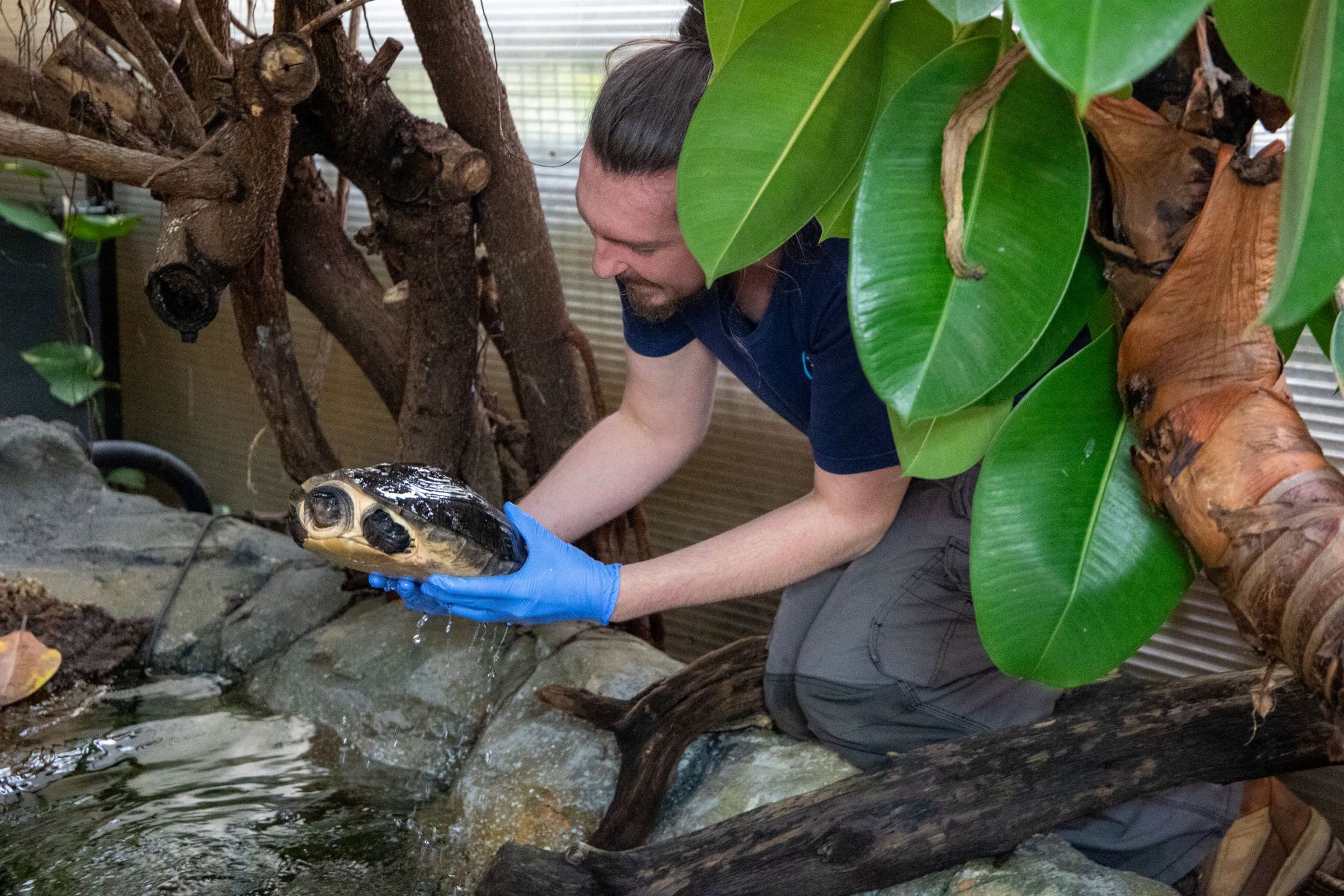 Keeper at Paignton Zoo releasing a Malaysian giant pond turtle back into its habitat