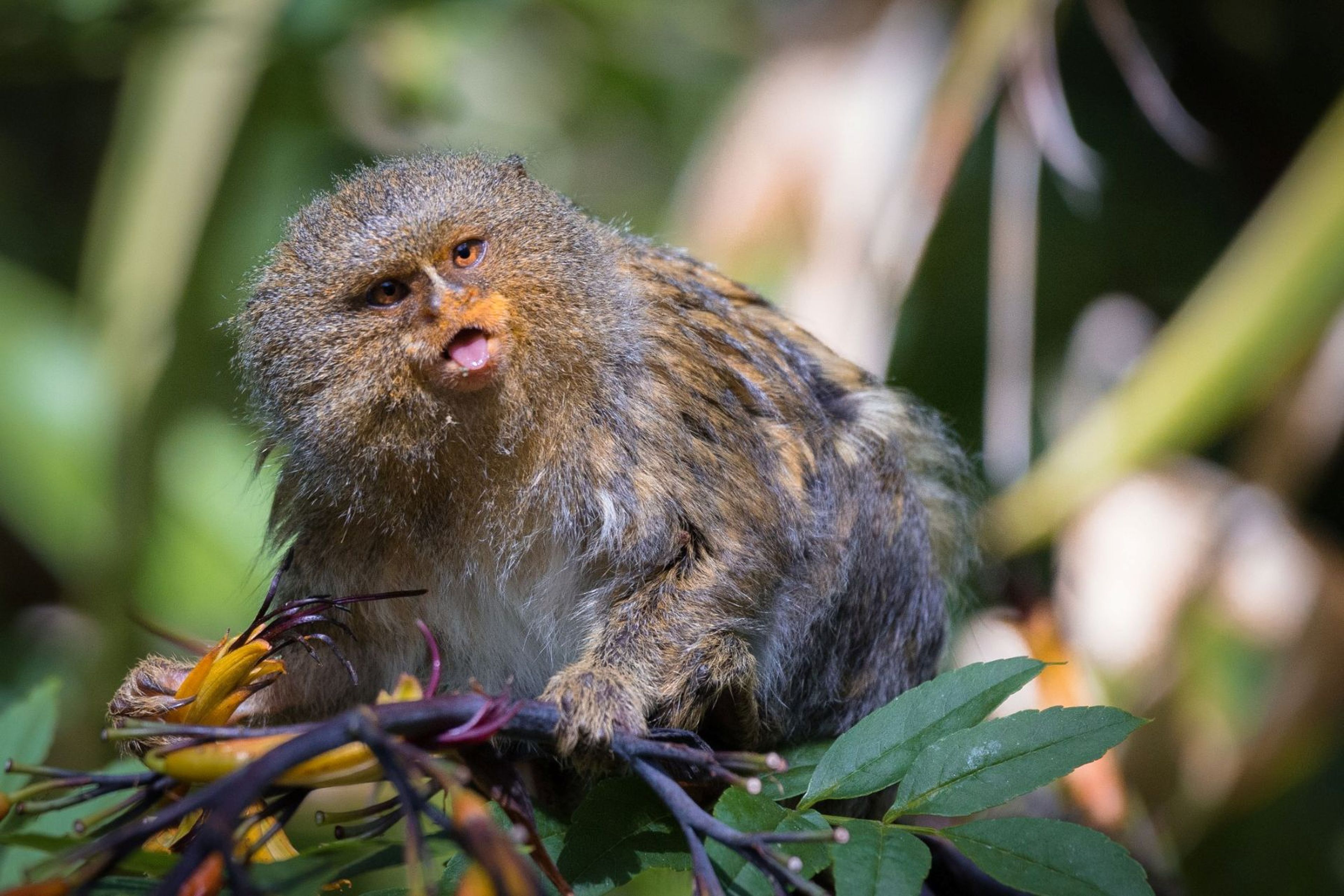 Pygmy marmoset sitting on branches with green leaves, sticking out its tongue, in a natural habitat.