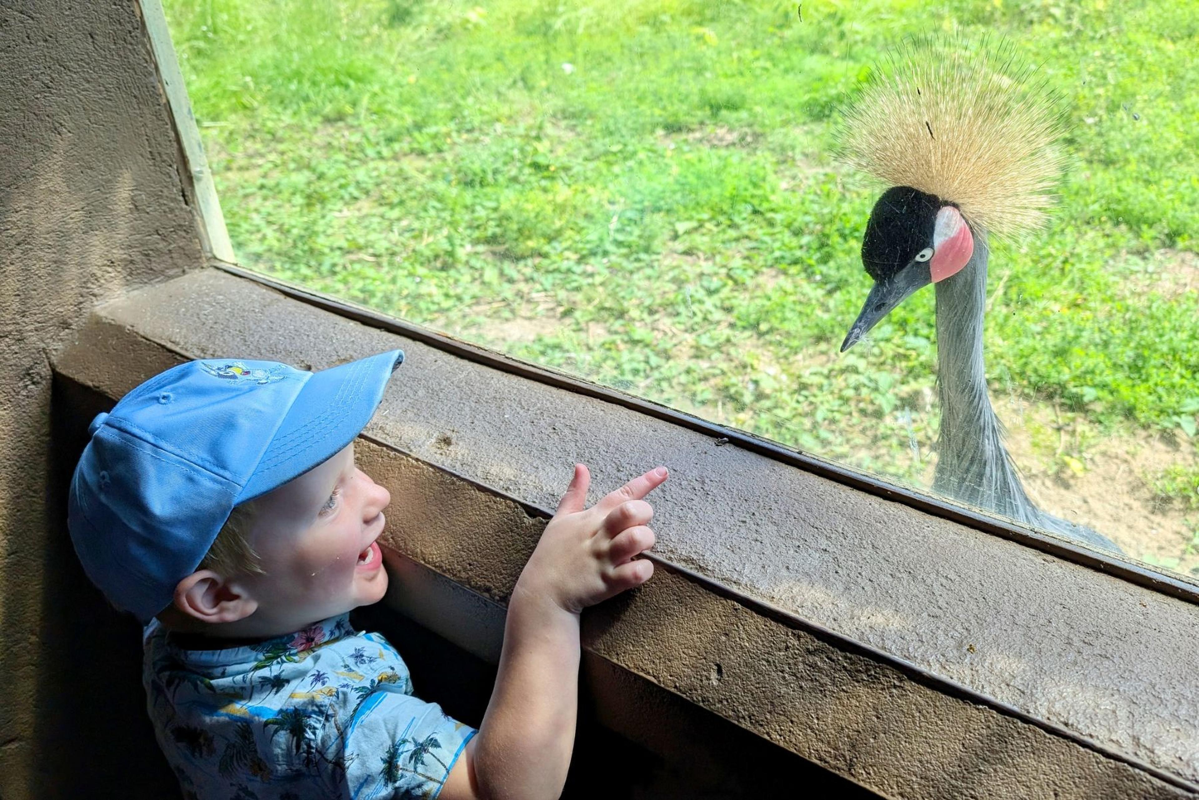 A child in a blue cap excitedly points at a grey crowned crane through a glass window, with a grassy background outside.