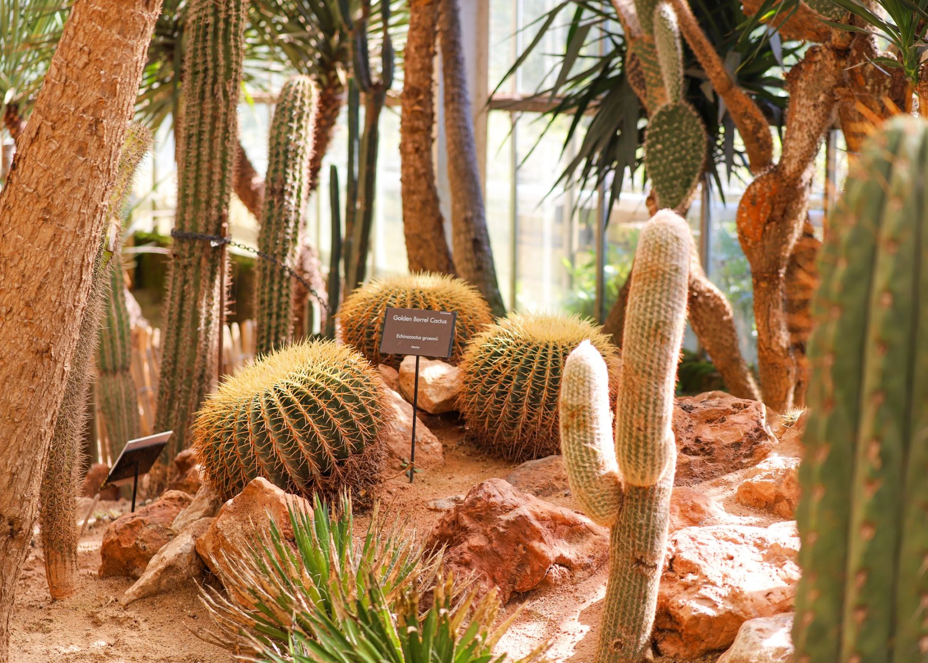 A variety of unusual cacti and succulents in Paignton Zoo's Arid Lands desert house exhibit