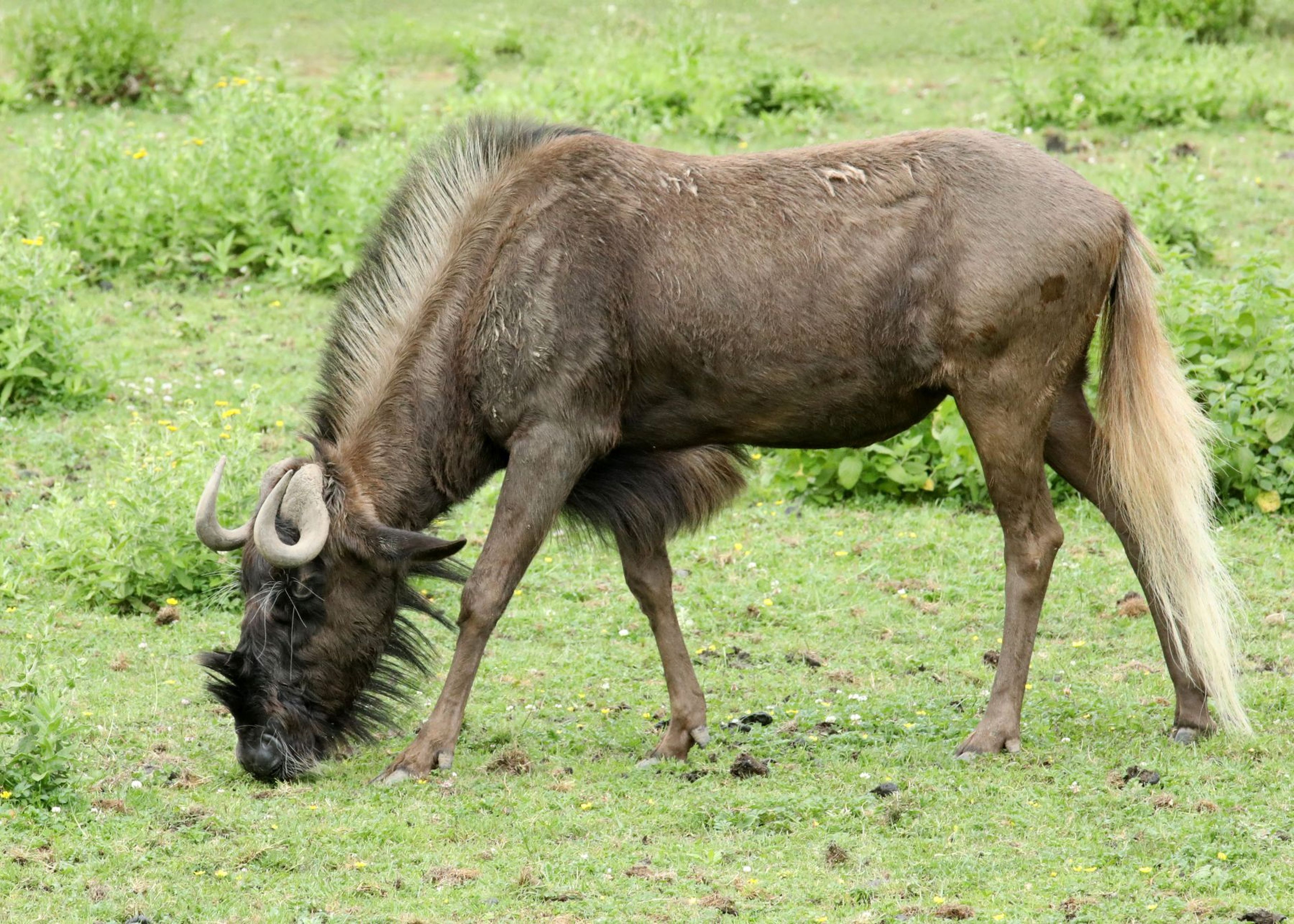 A wildebeest grazes on lush green grass, its head lowered. It has a shaggy mane and curved horns, standing on a grassy plain.