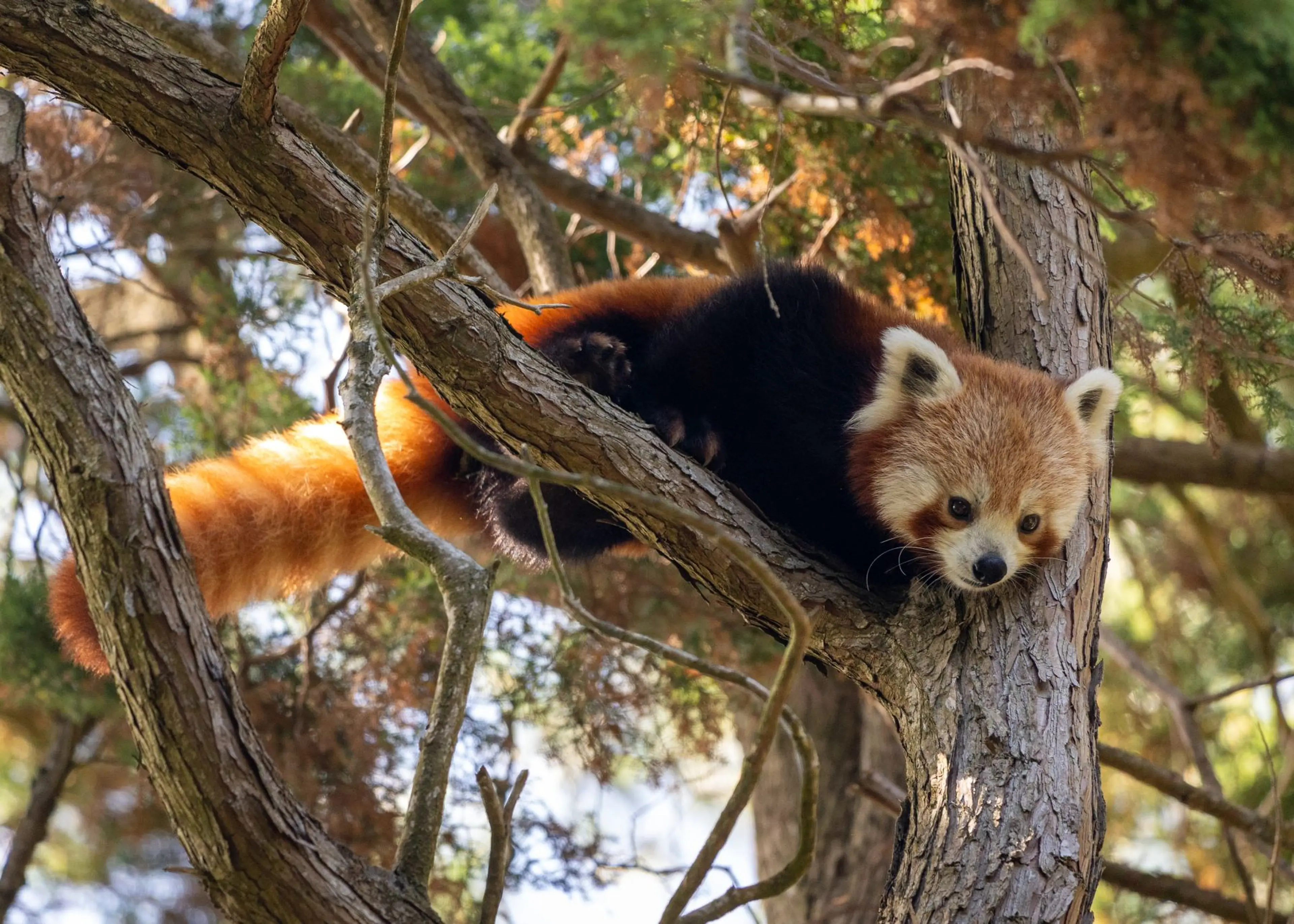A red panda rests on tree branches, surrounded by leaves, with its bushy tail hanging down. At Paignton Zoo in Devon, UK