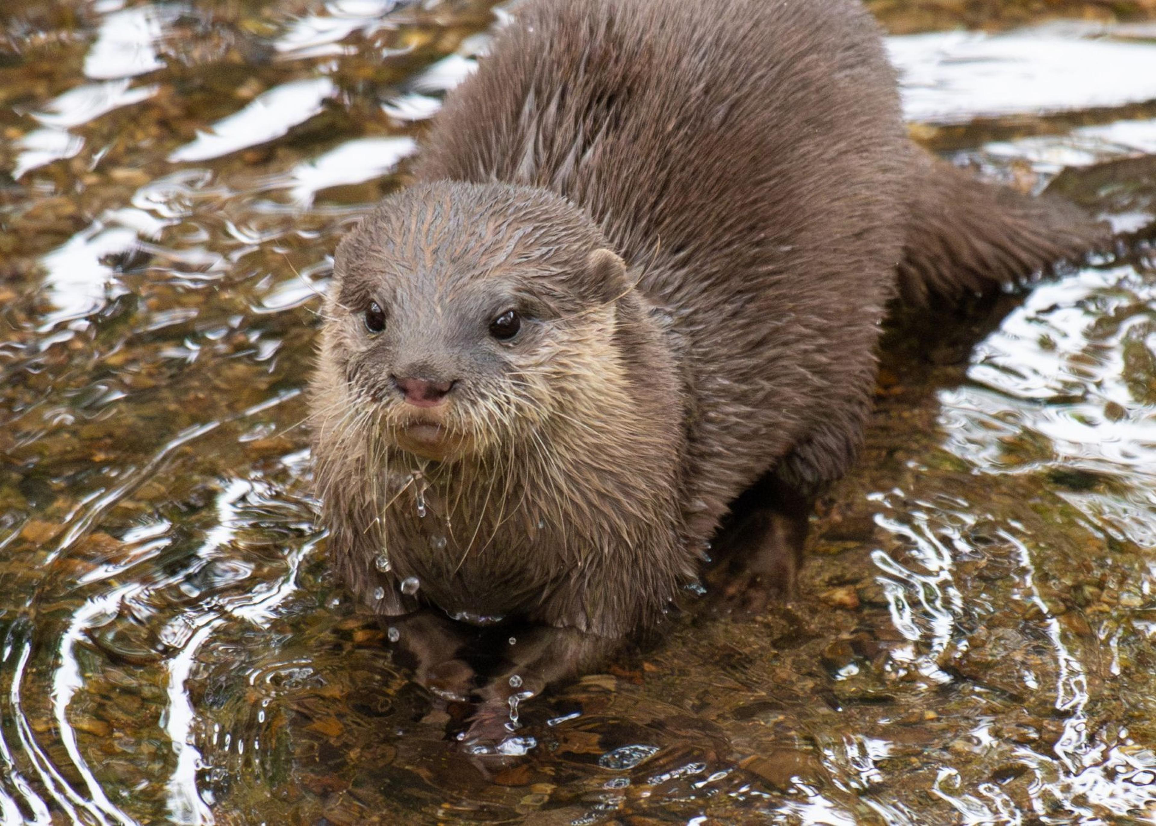 A wet otter stands in shallow, rippling water, with droplets on its fur, looking towards the camera.