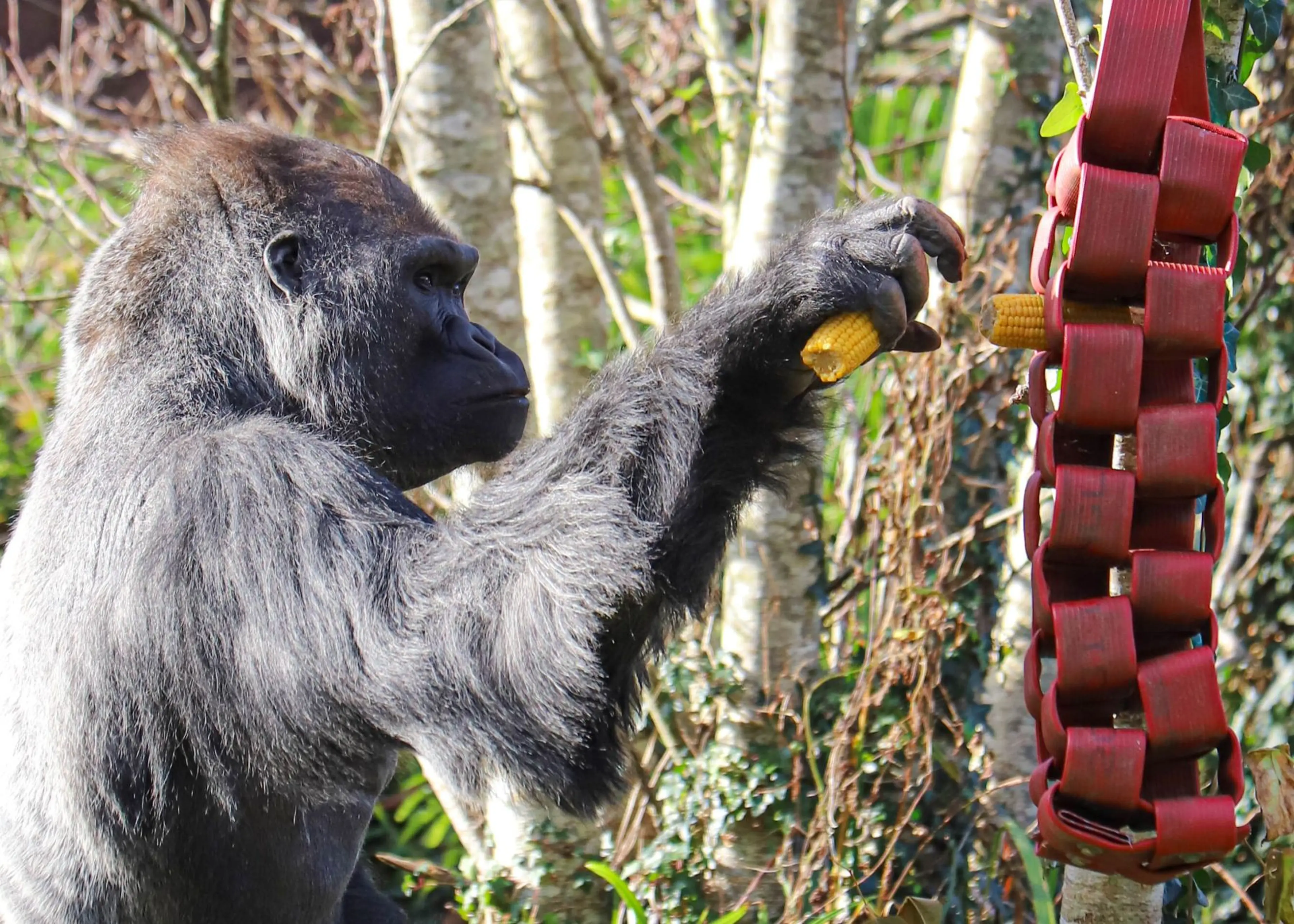 Gorilla reaching for corn attached to a red chain setup among trees in a natural habitat. Paignton Zoo in Devon, UK