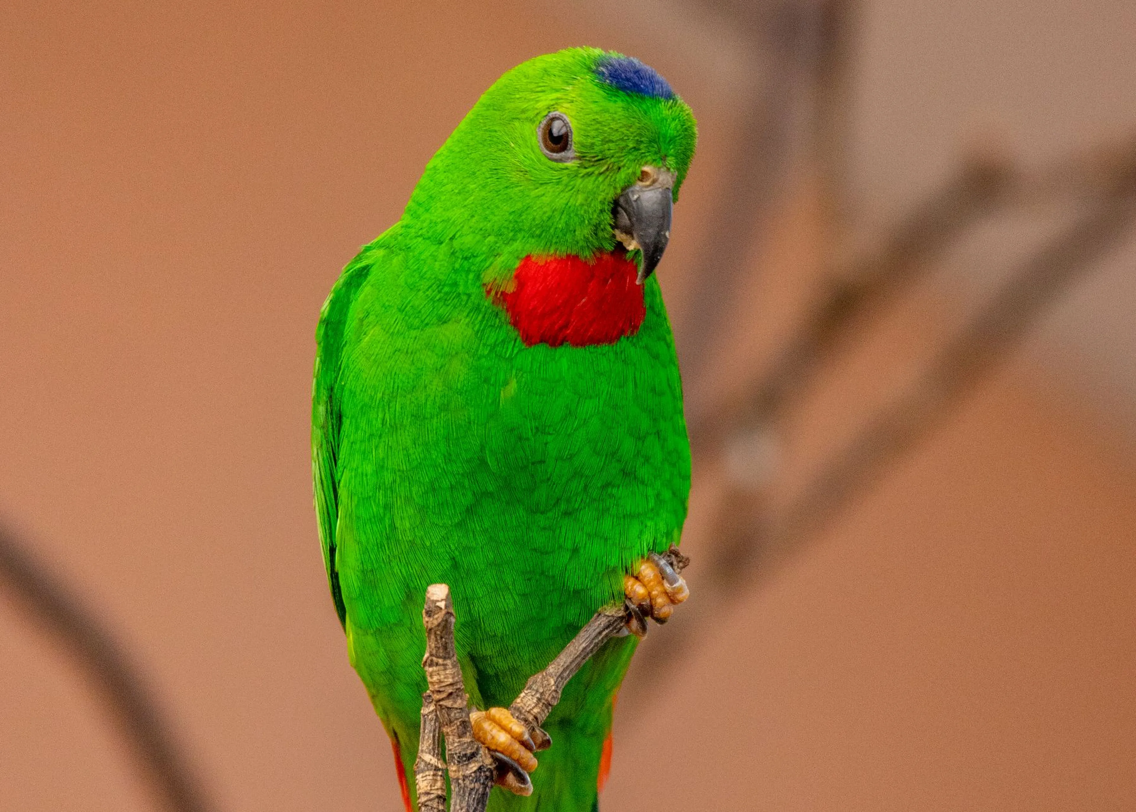 A vibrant green parrot with a red throat and blue patch on its head perches on a branch against a soft, blurred background.