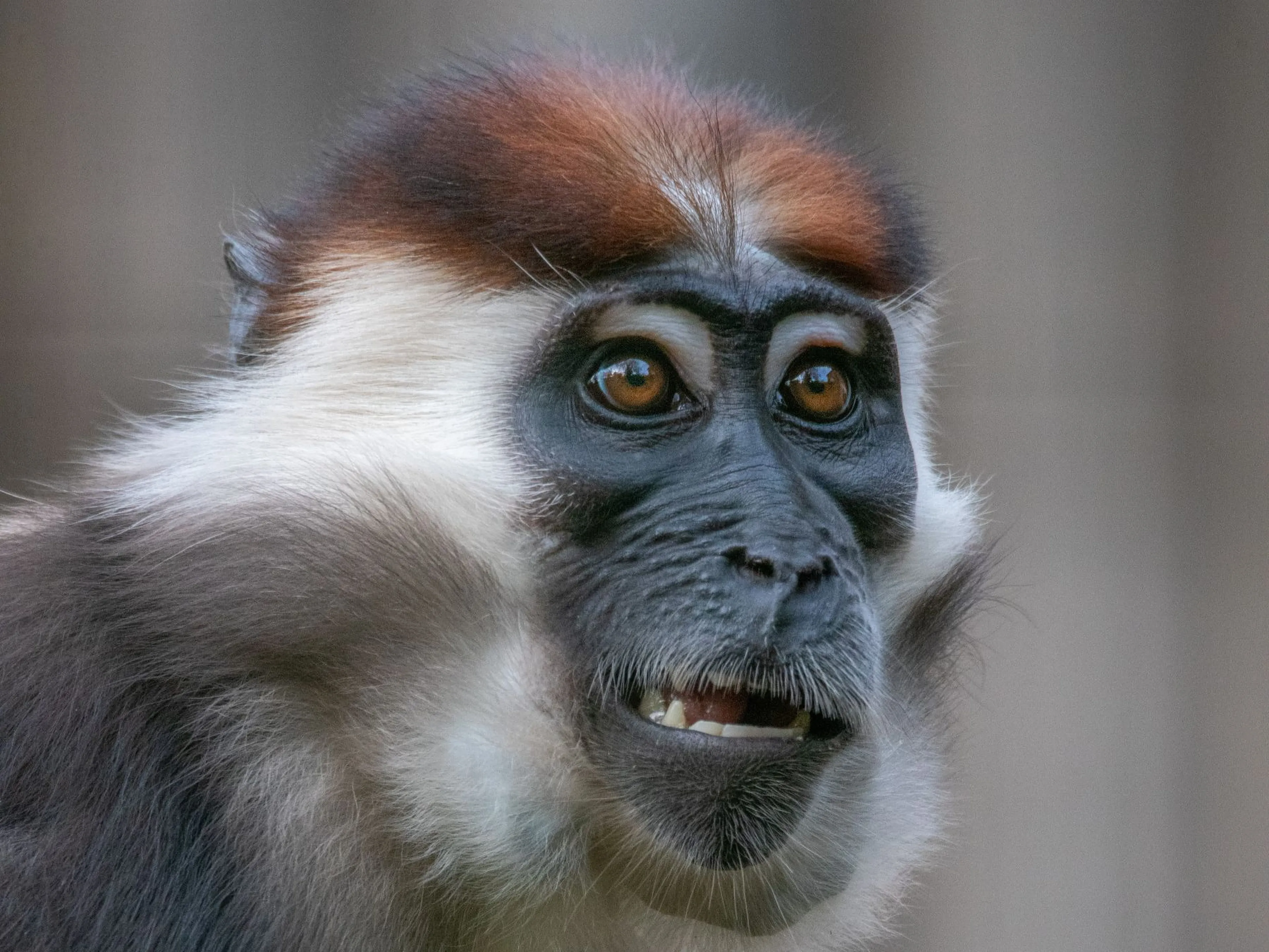 Up-close shot of a cherry-crowned mangabey at Paignton Zoo in Devon, UK