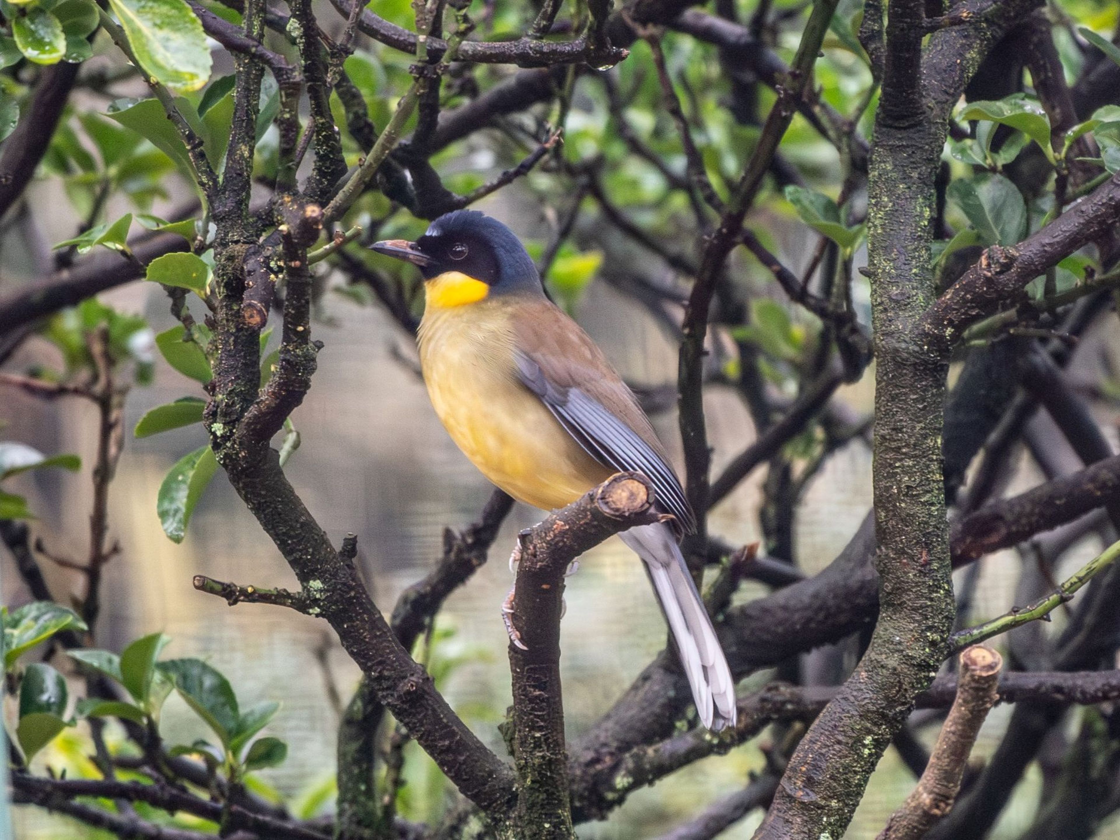 A colorful bird with a black head, yellow throat, and brown body perches on a branch amidst lush green leaves.