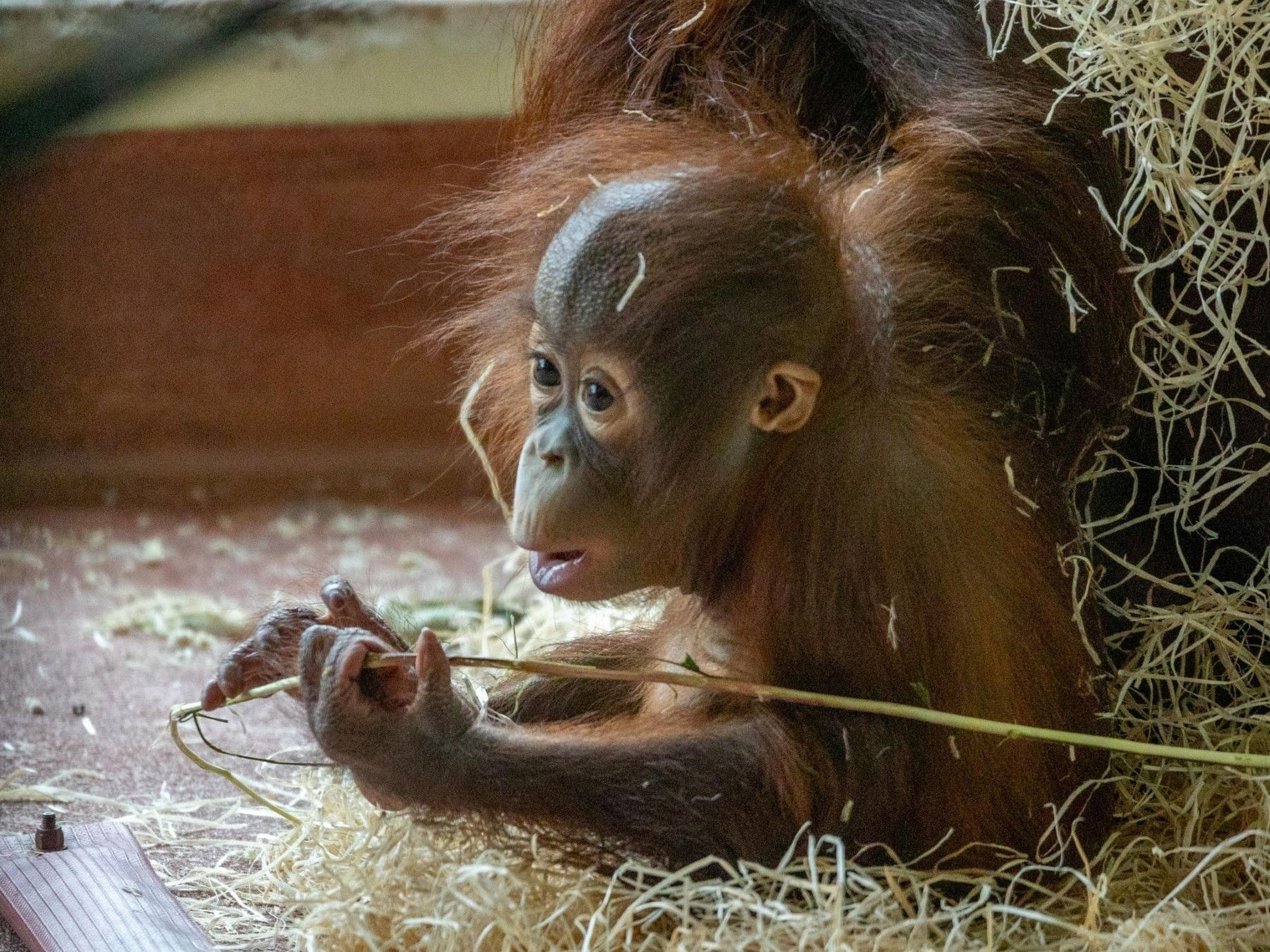 A baby Bornean orangutan born at Paignton Zoo as part of the international conservation breeding programme