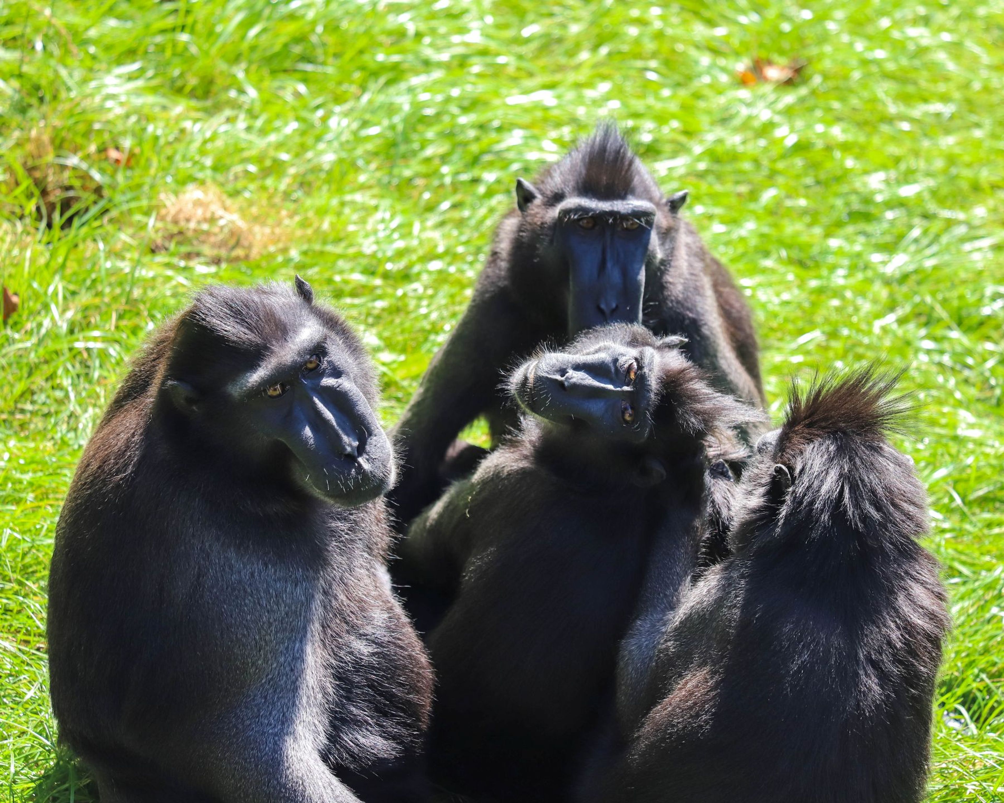 Four crested black macaques gather closely, sitting on lush green grass with curious expressions, displaying their prominent tufts and dark fur.