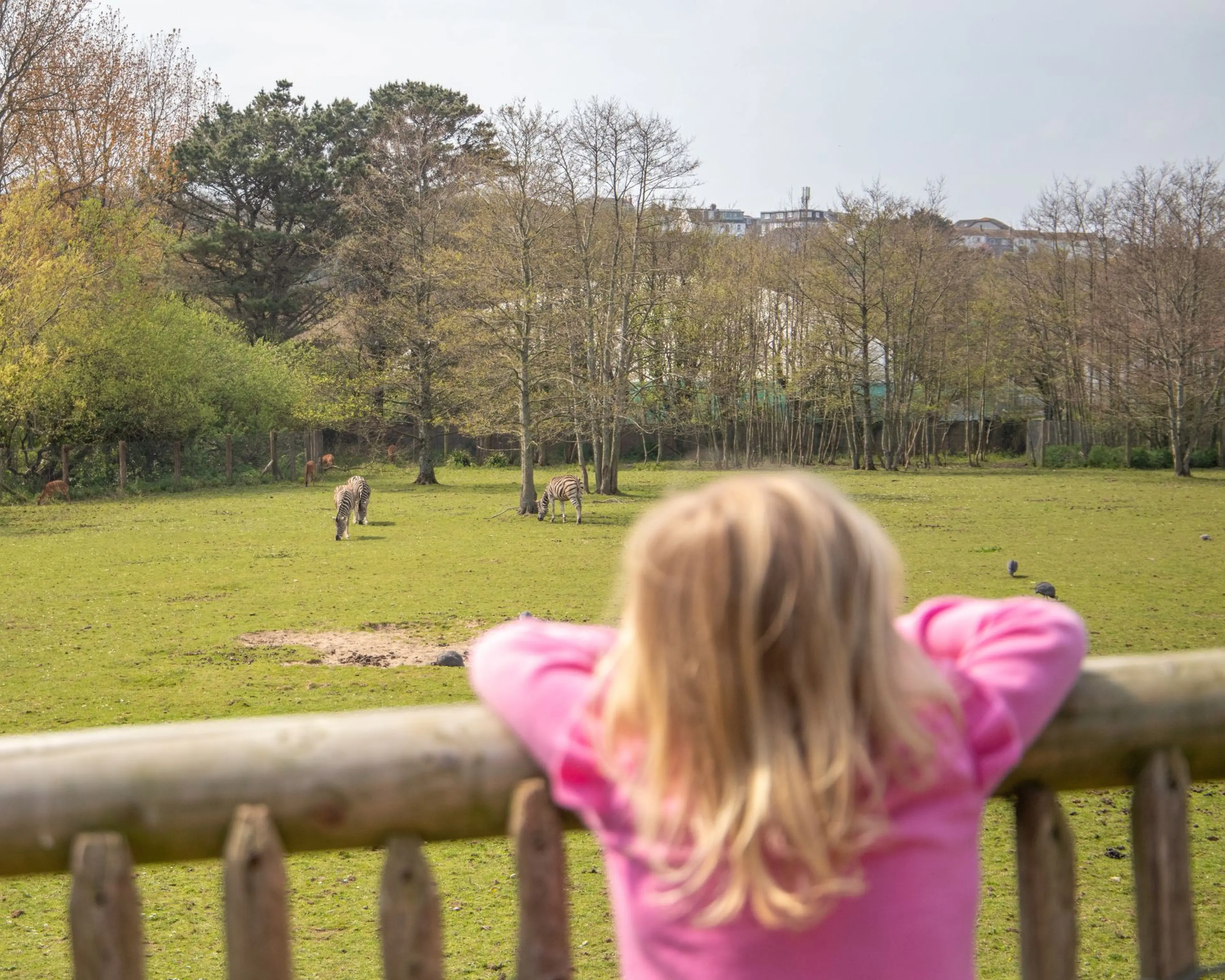 A child in a pink sweater leans on a wooden fence, watching donkeys in a grassy field surrounded by trees.