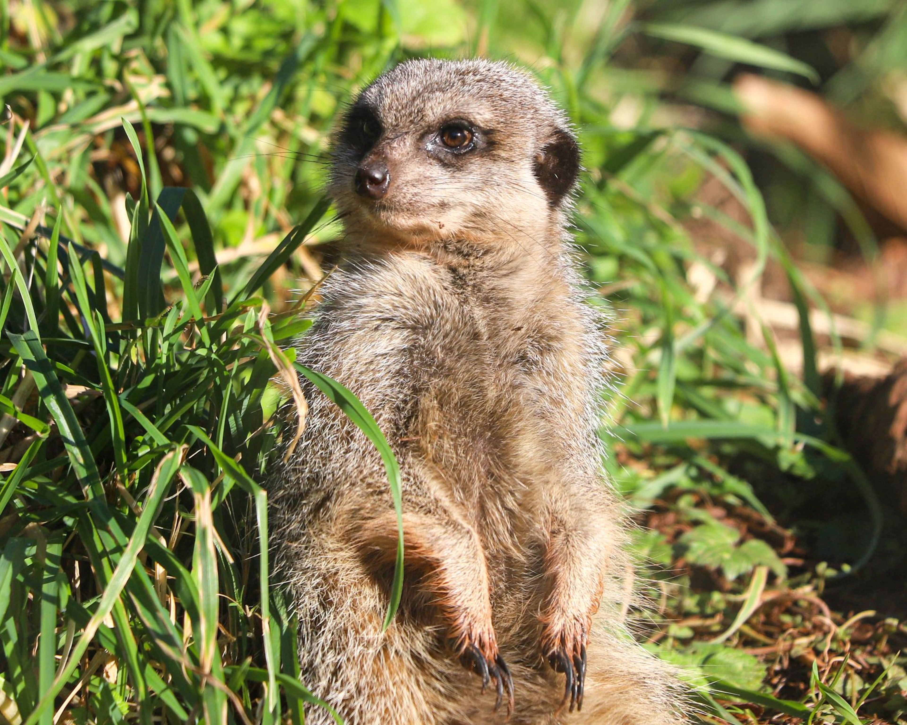 A meerkat stands alert on hind legs amidst green grass, gazing to the side under bright sunlight. Paignton Zoo in Devon, UK