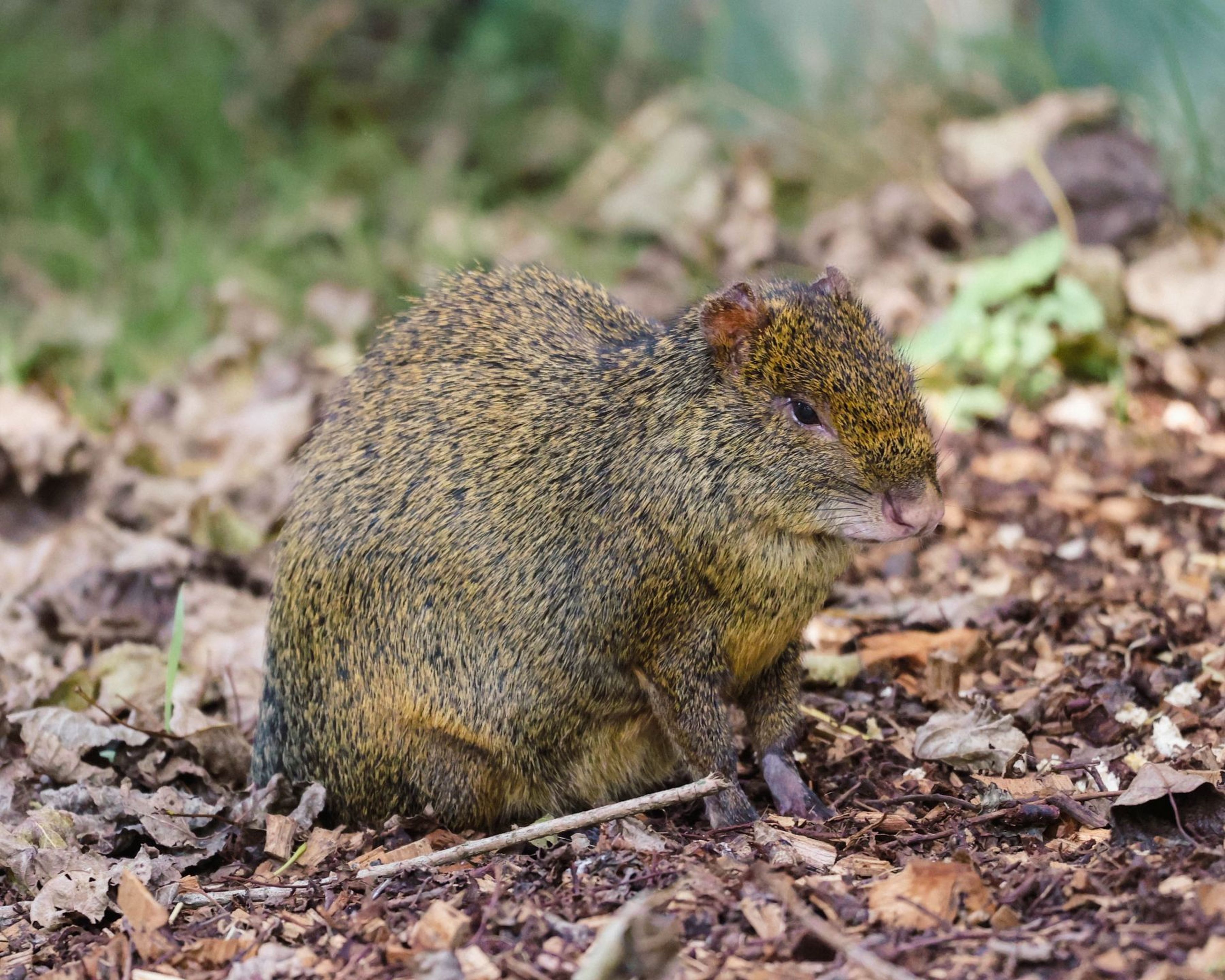 A small brown agouti with speckled fur sits on a forest floor covered with leaves and twigs, surrounded by blurred green foliage.
